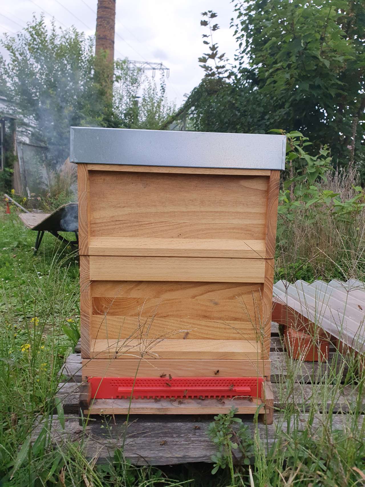 Deutsch Normal Wirttschaftsvolk Versand möglich Königin 2024