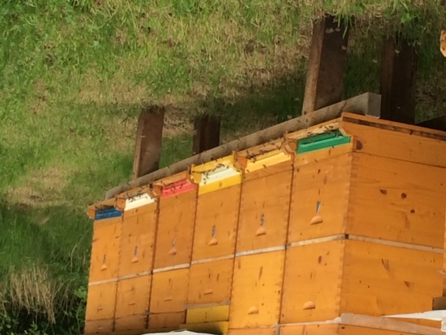 Ableger Zander flach 5 Waben, Bio Königin Carnica, Gj. 2026, weiß gezeichnet