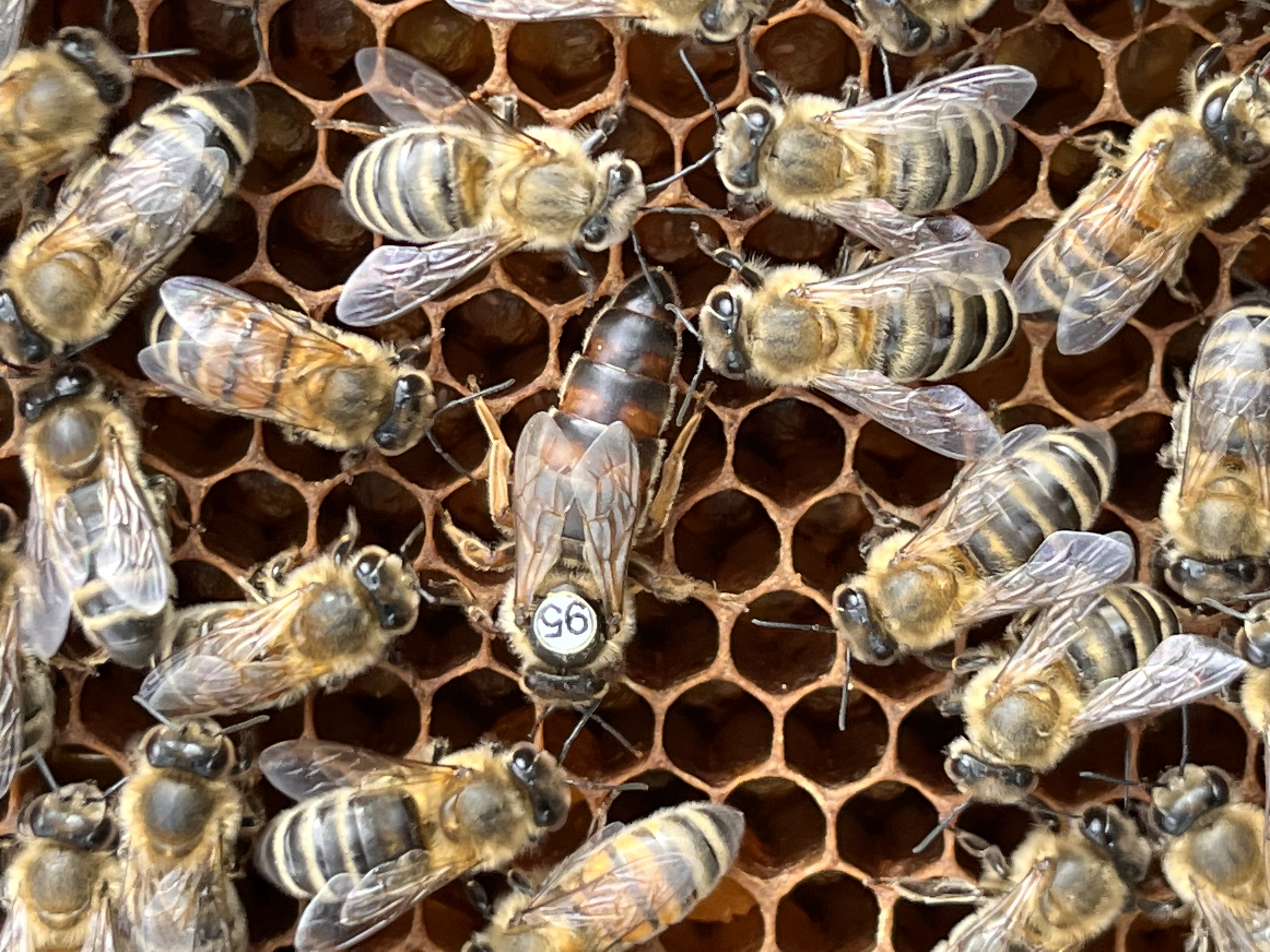 Carnica Sklenar Königin Linie H/47 standbegattet