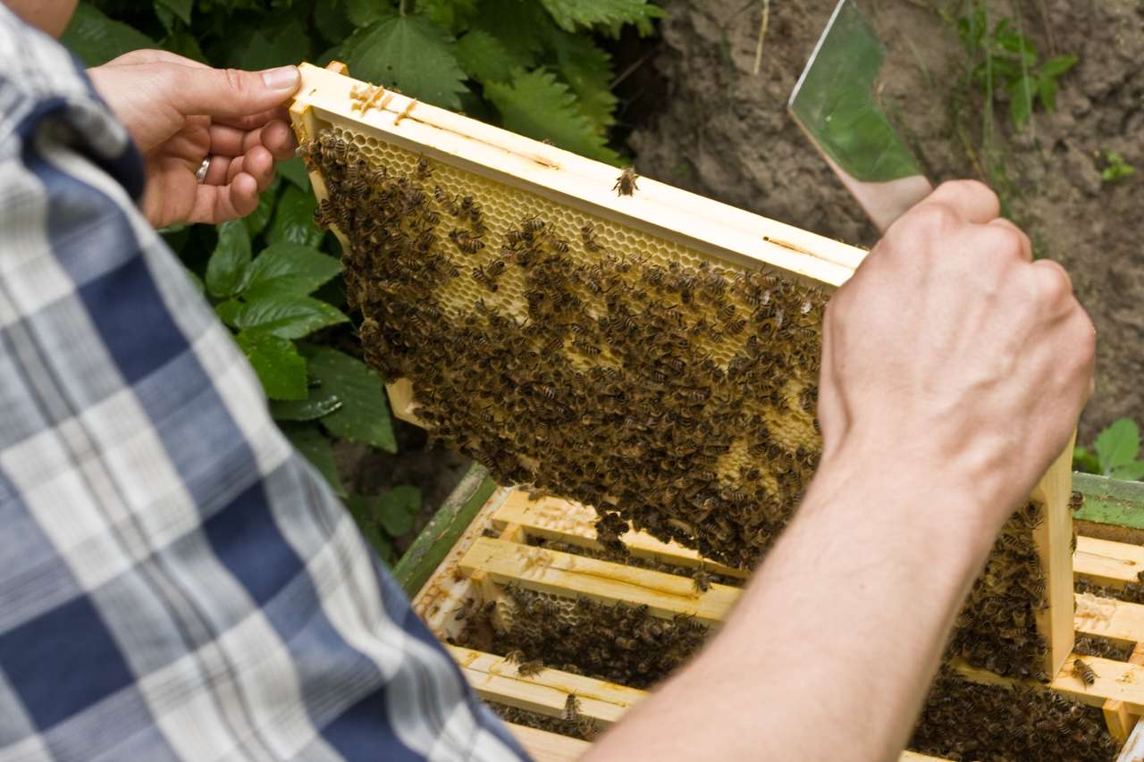 5 Waben Ableger mit Königin, DadantBlat, auch mit Versand