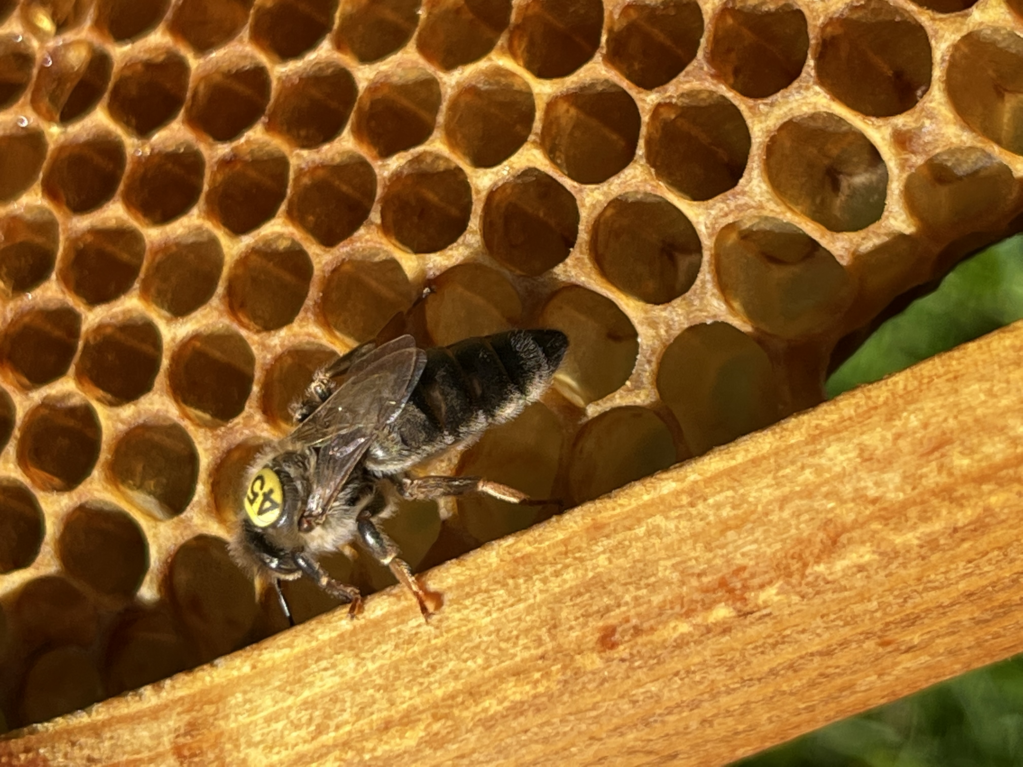 Carnica Sklenar Königin Linie H/47 unbegattet