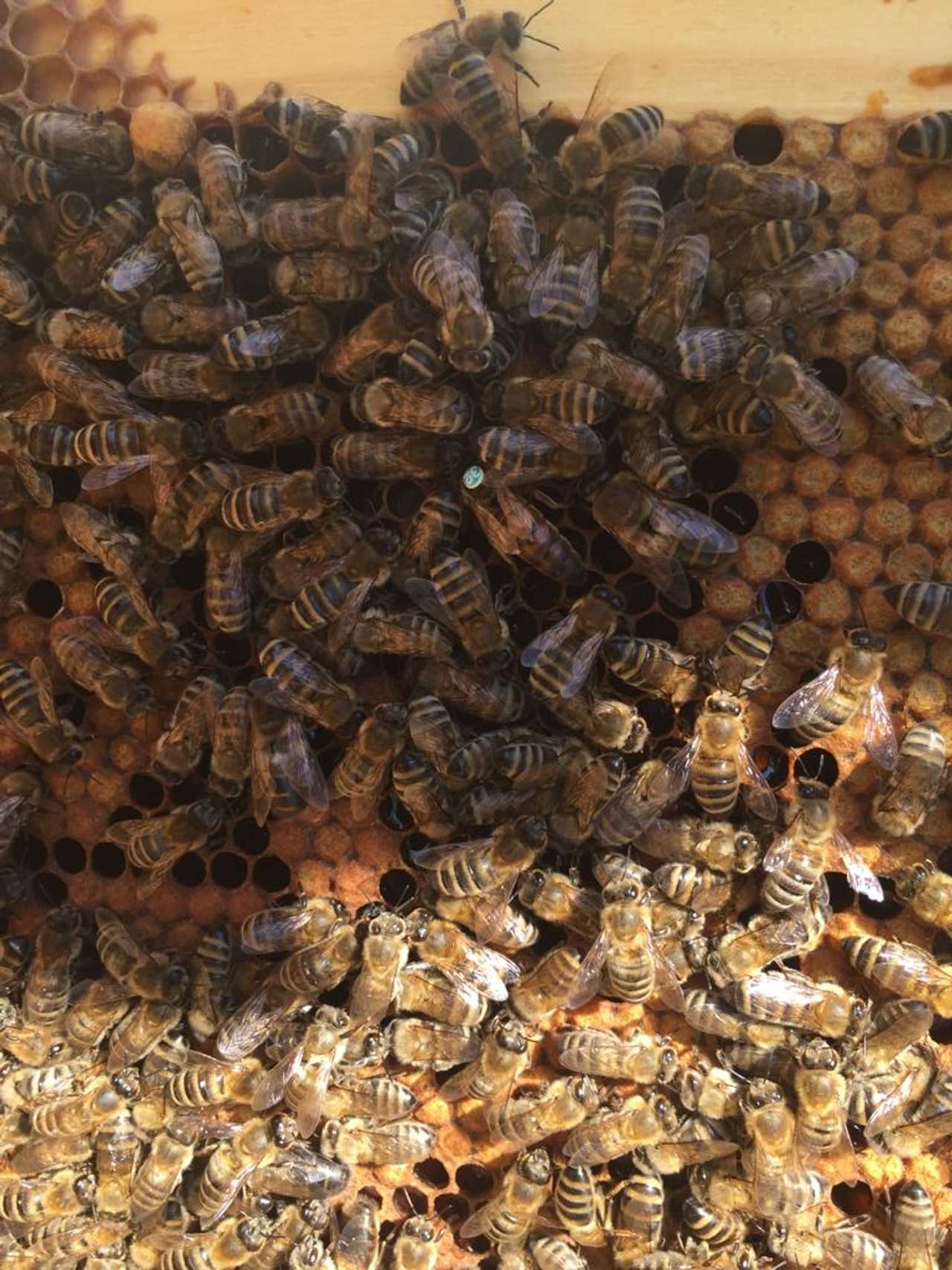 BIO Ableger mit Wirtschaftskönigin