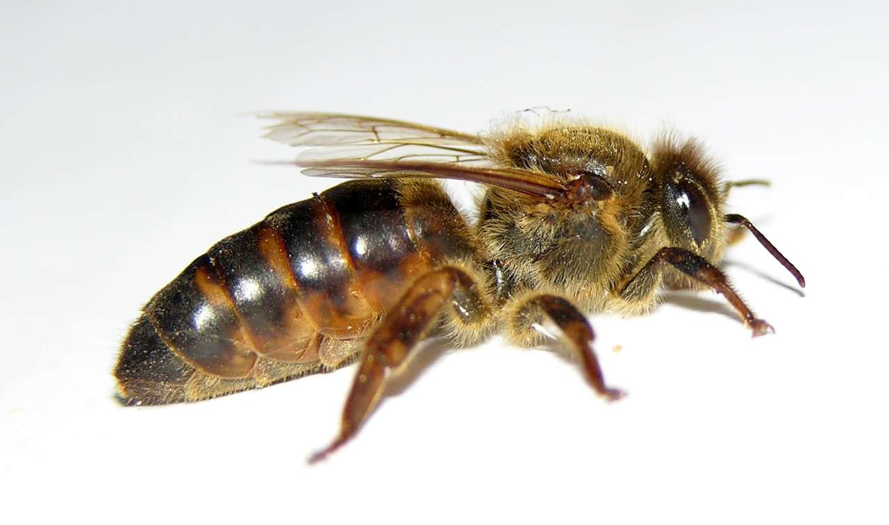 Carnica Reinzuchtkönigin