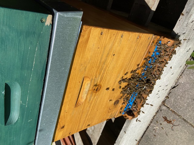 Ableger Zander flach 5 Waben, Bio ReinzuchtKönigin Carnica, Gj. 2026, weiß gezeichnet