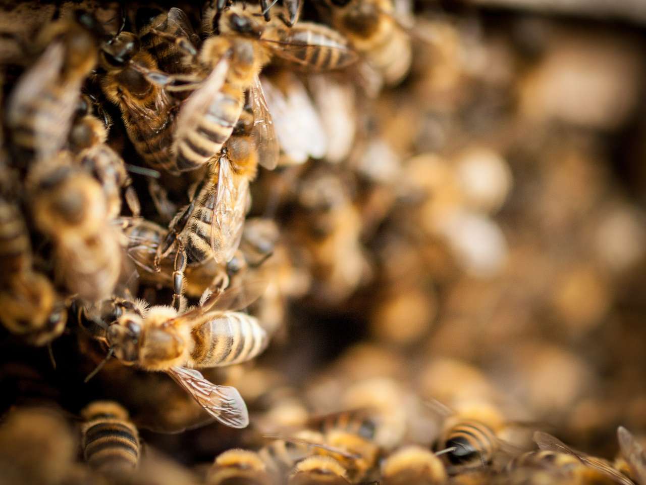 Kunstschwarm 1,5kg mit Reinzuchtkönigin, auch mit Versand