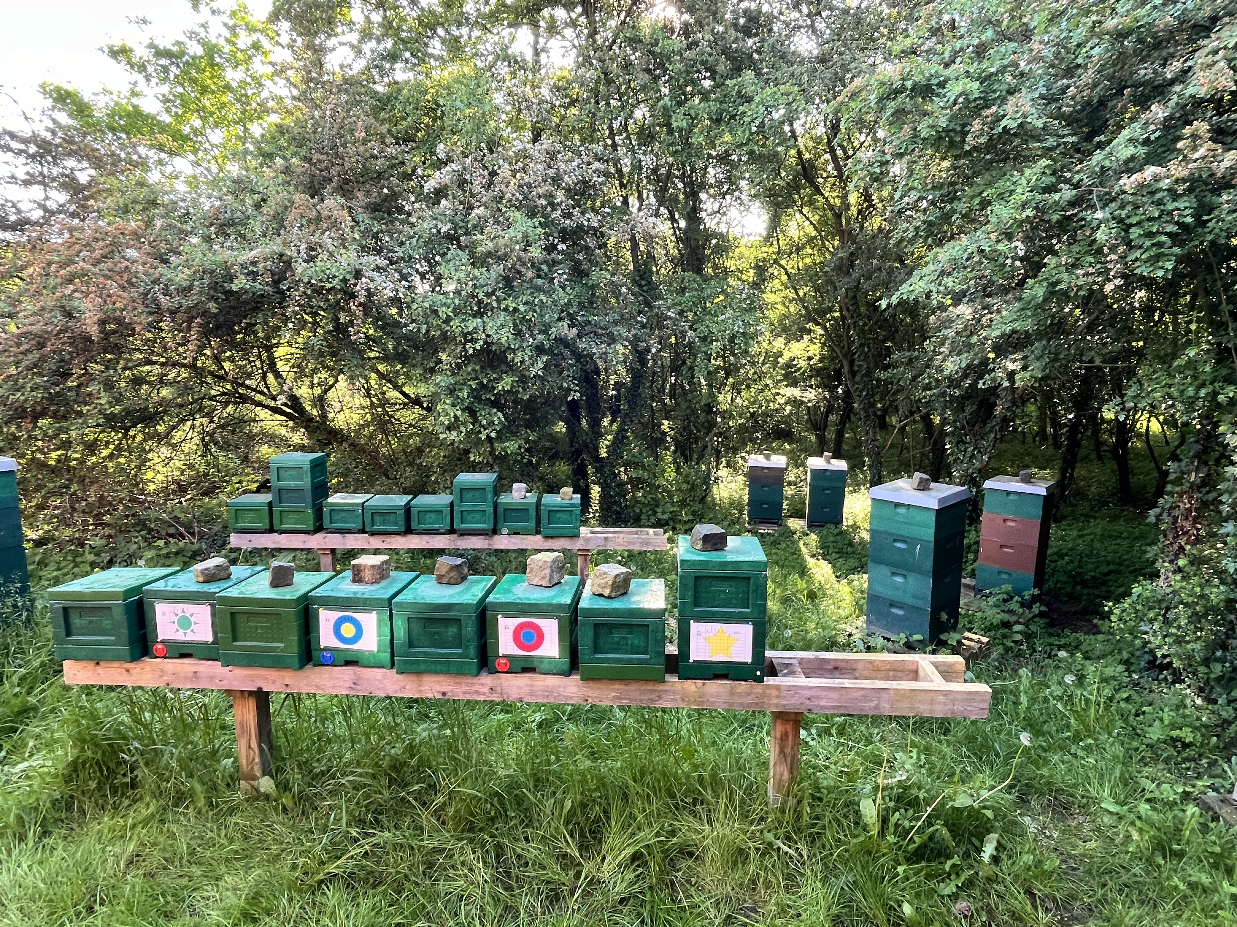 Bienenvolk auf Mini Plus mit Königin