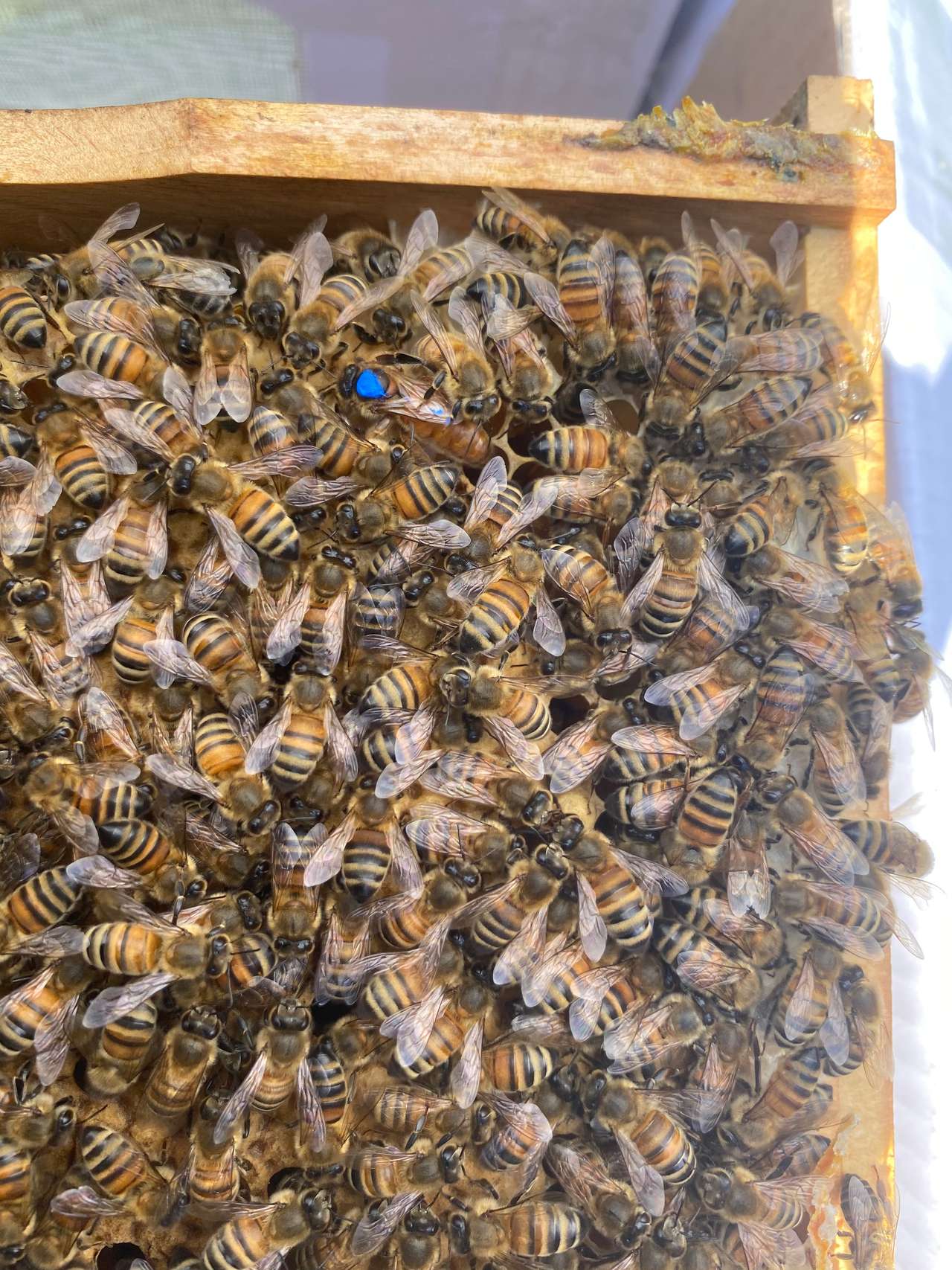 Starker 6-Waben-Ableger mit sanftmütiger Buckfast Königin