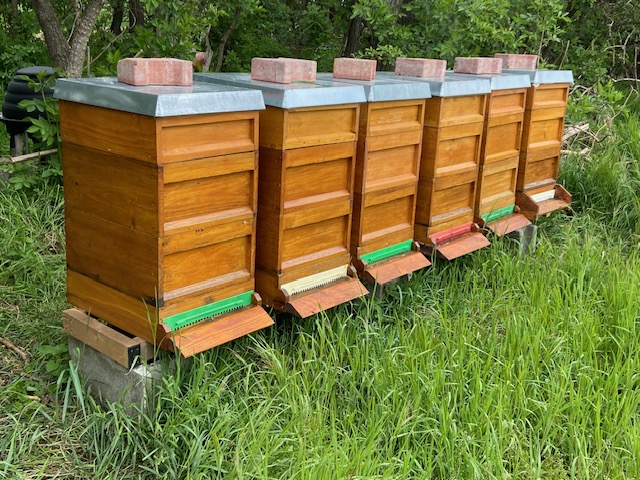 Volk Zander flach 5 Waben, Bio Königin Carnica, Gj. 2025, blau markiert