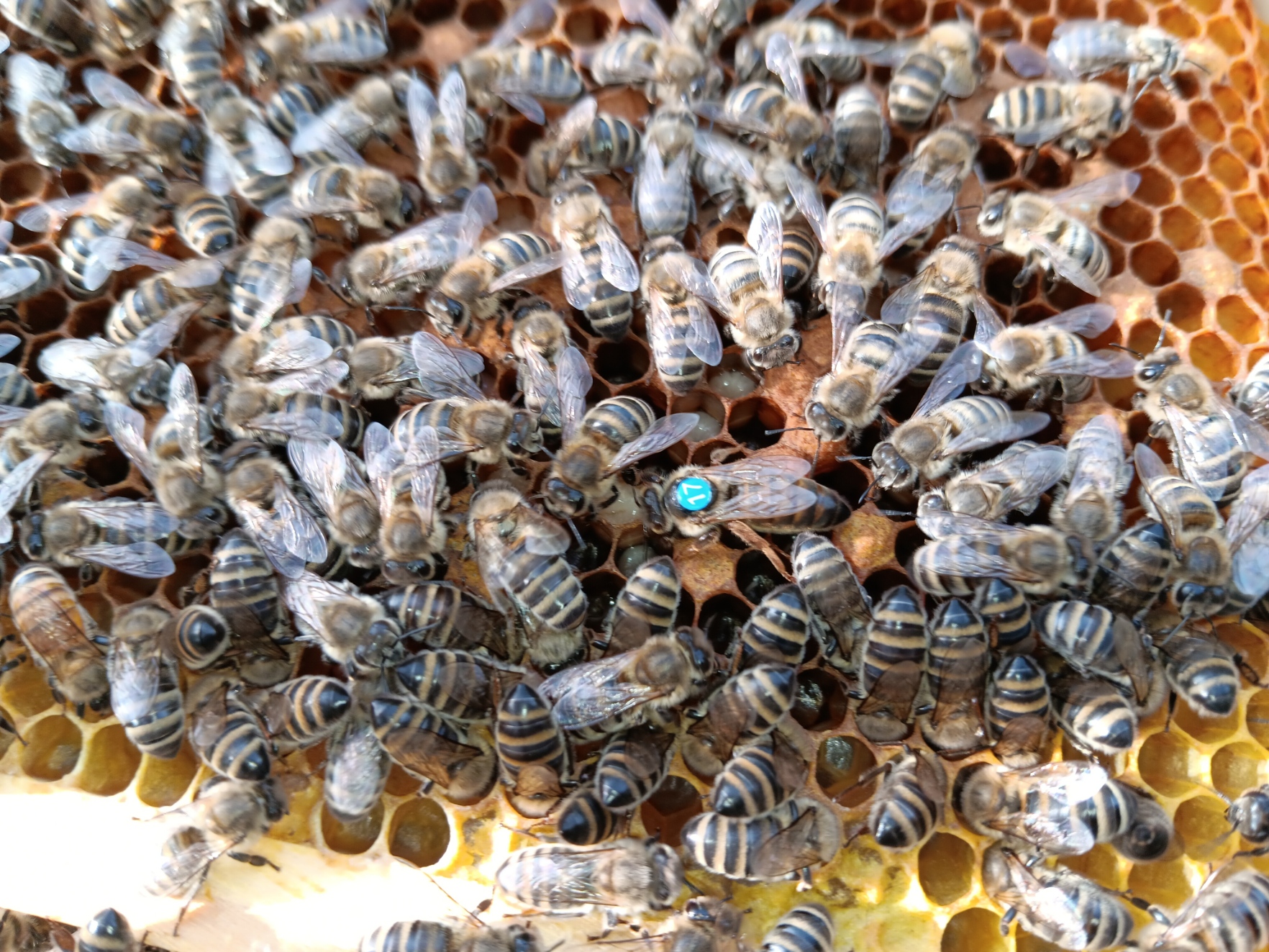 Carnica F1 Königinnen 2025 - AGT Belegstelle St. Johann