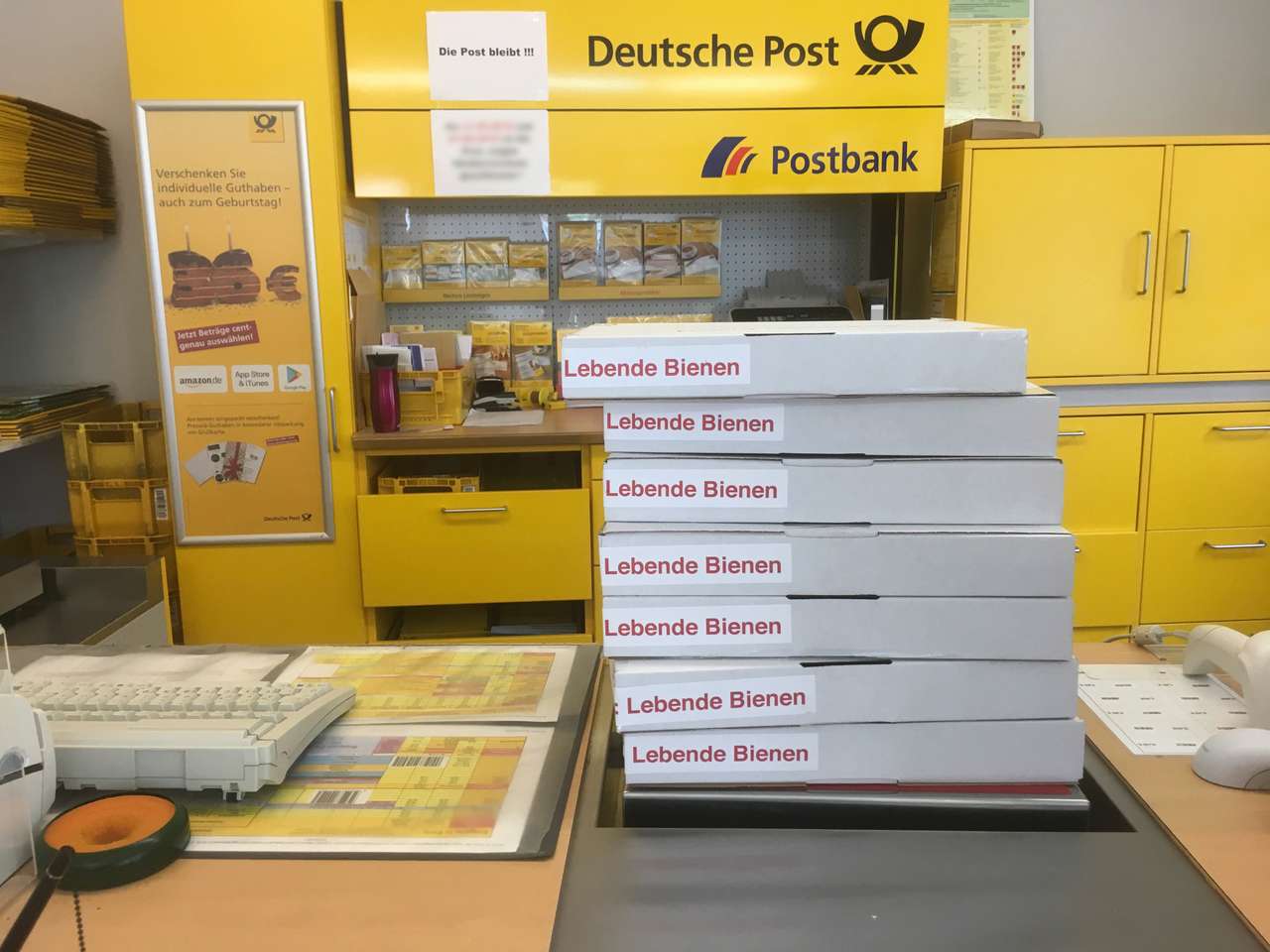 Reife standbegattete Buckfast-Königin Schlupf 2025