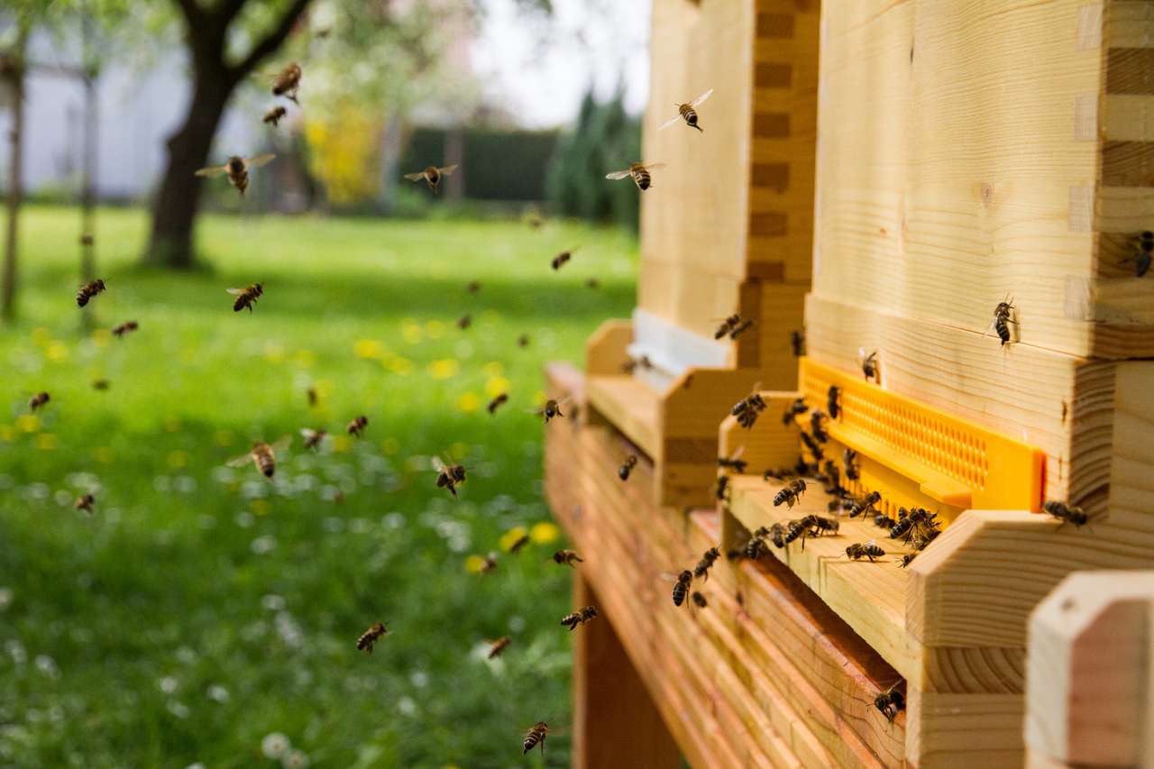 Wirtschaftsvolk mit Beute (NEUE Beute), Zander Vollzarge, Zander Flachzarge, Zander Jumbo, 10er DadantBlatt,