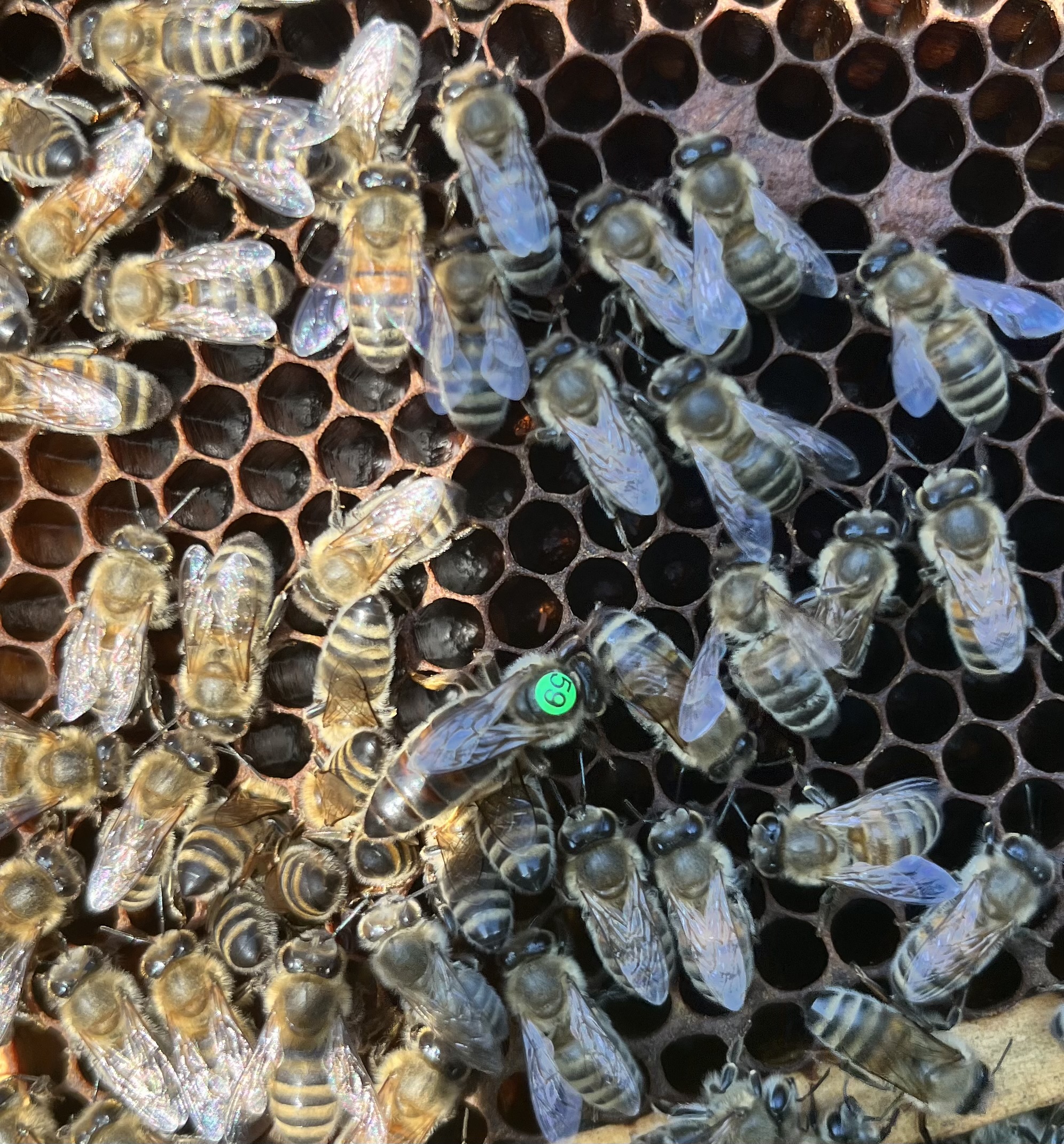 Carnica Reinzuchtkönigin