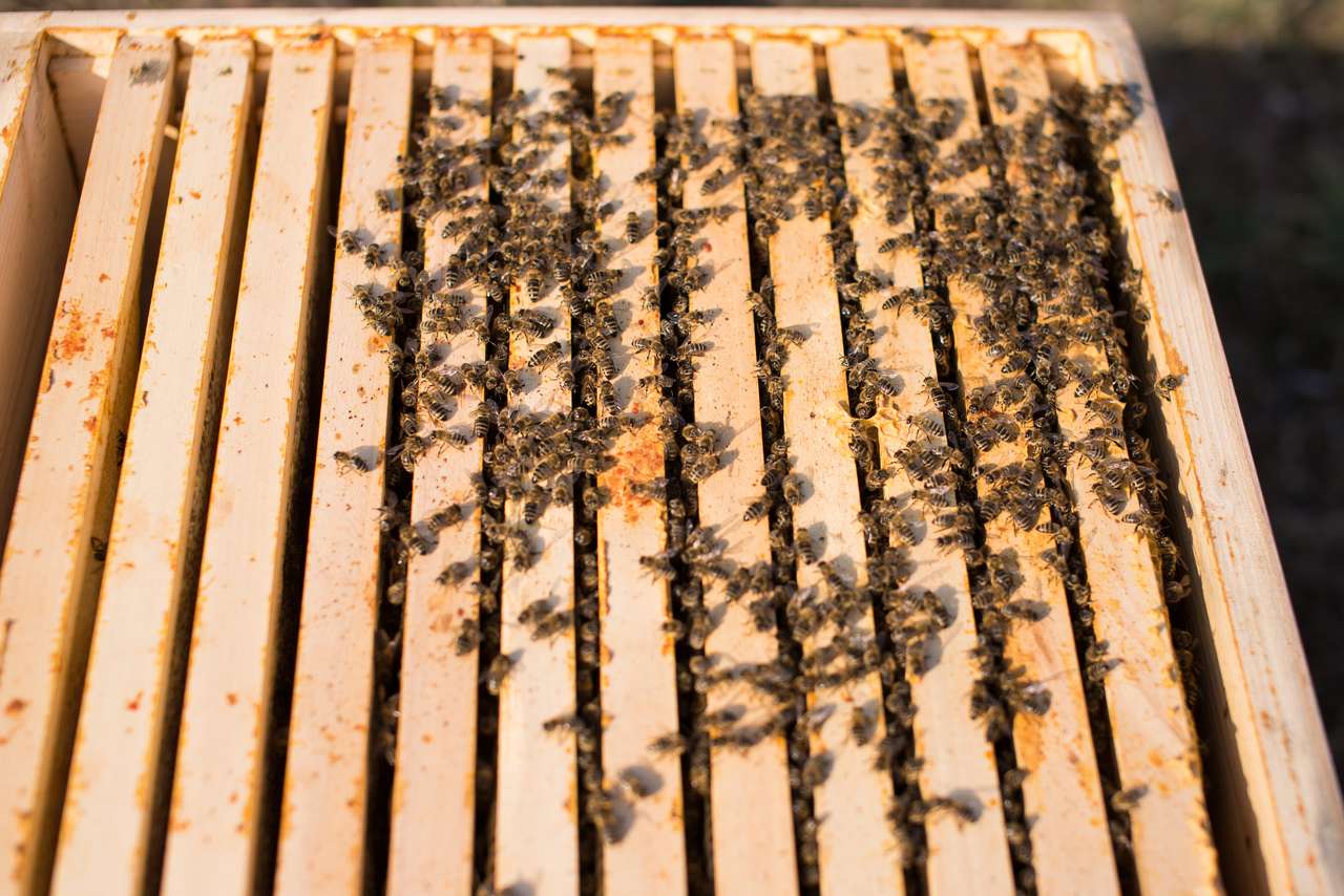 Schnupperkurs 3 Bienenvölker Königin 2024