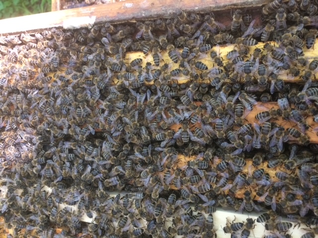 Ableger ÖBW österreichische Breitwabe, 5 Waben mit Königin, Gj. 2026 gezeichnet