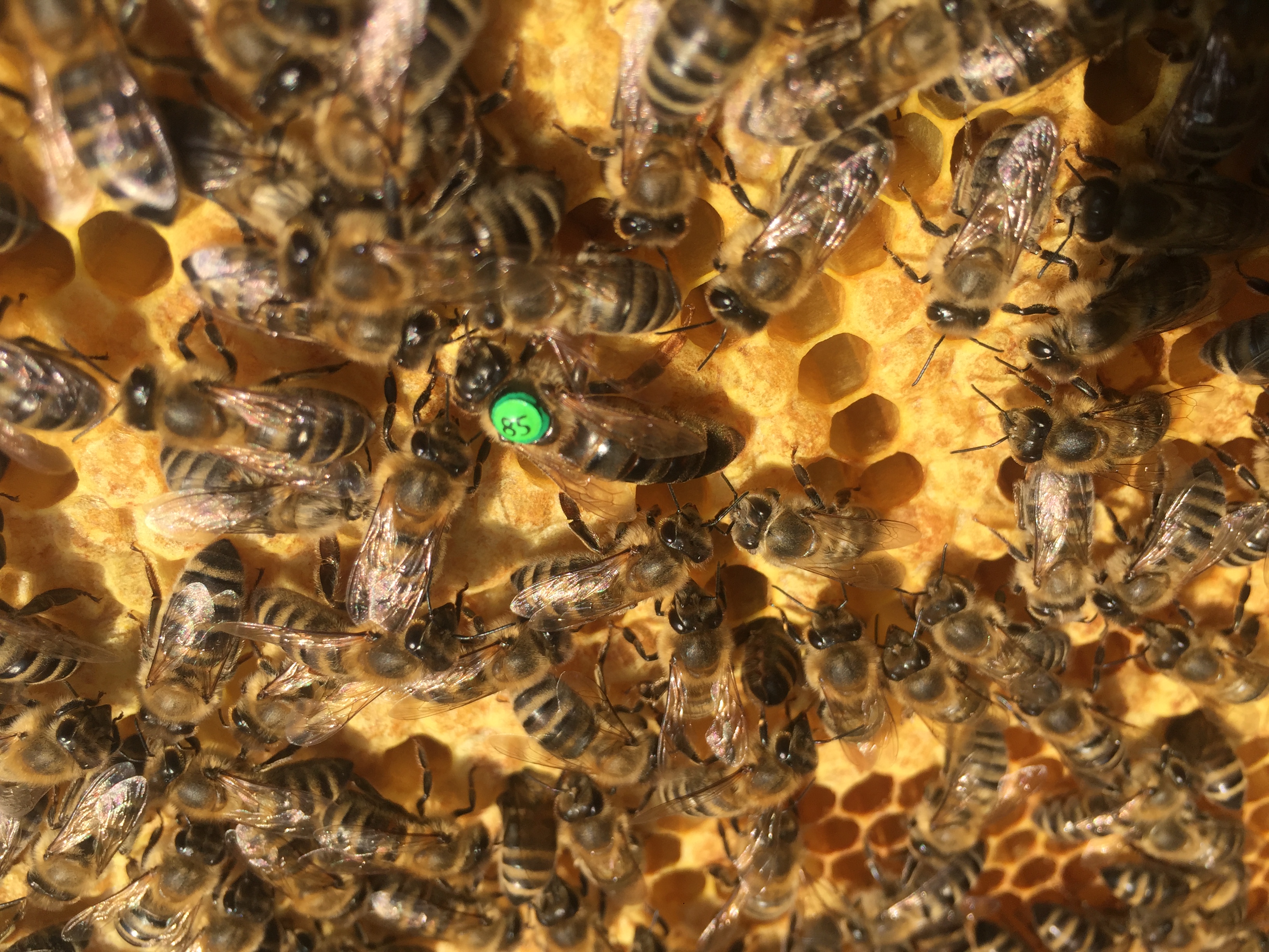 BIO Reinzuchtkönigin