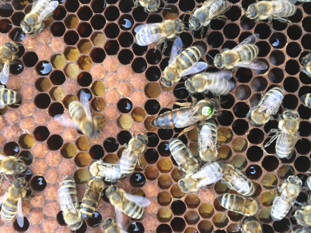 Ableger Zander jumbo 3 Waben, Bio Königin, Gj. 2026, weiß gezeichnet