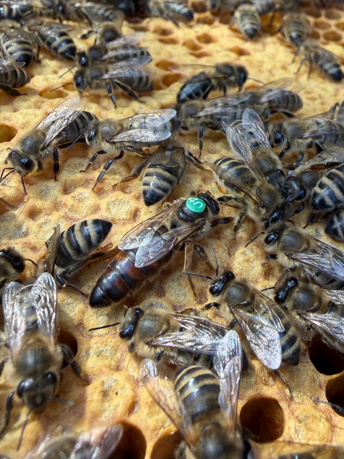 Carnica-Reinzuchtköniginnen