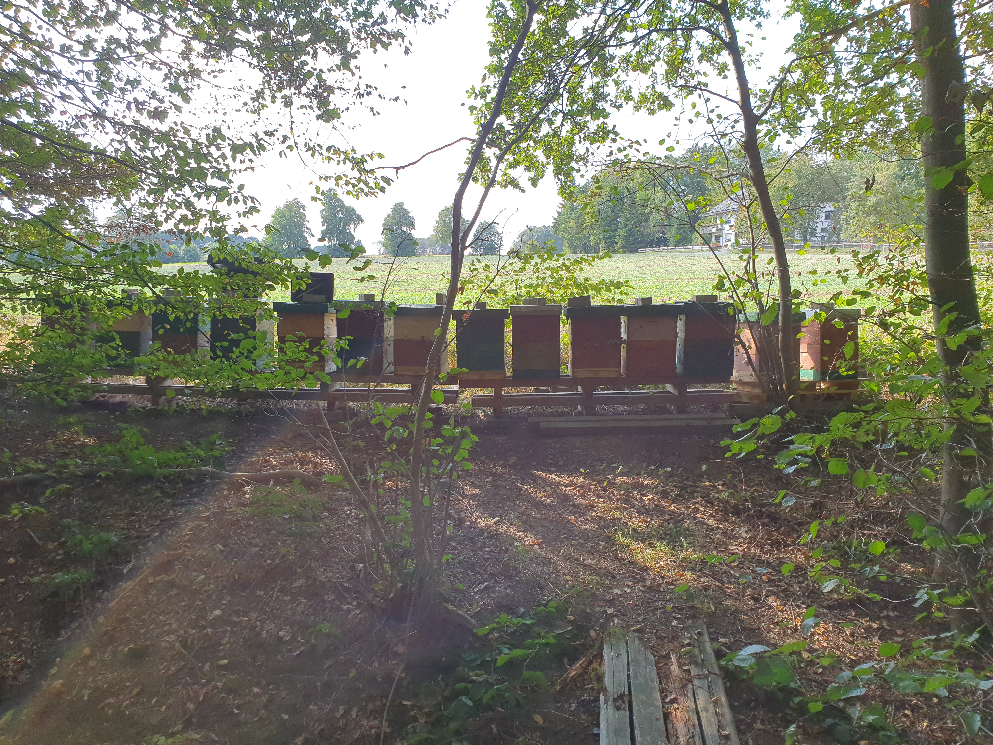 120 Zandervölker Versand möglich Königin 2024