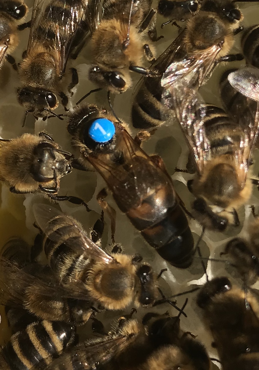 Carnica F1 Varroatoleranz Königinnen 2025