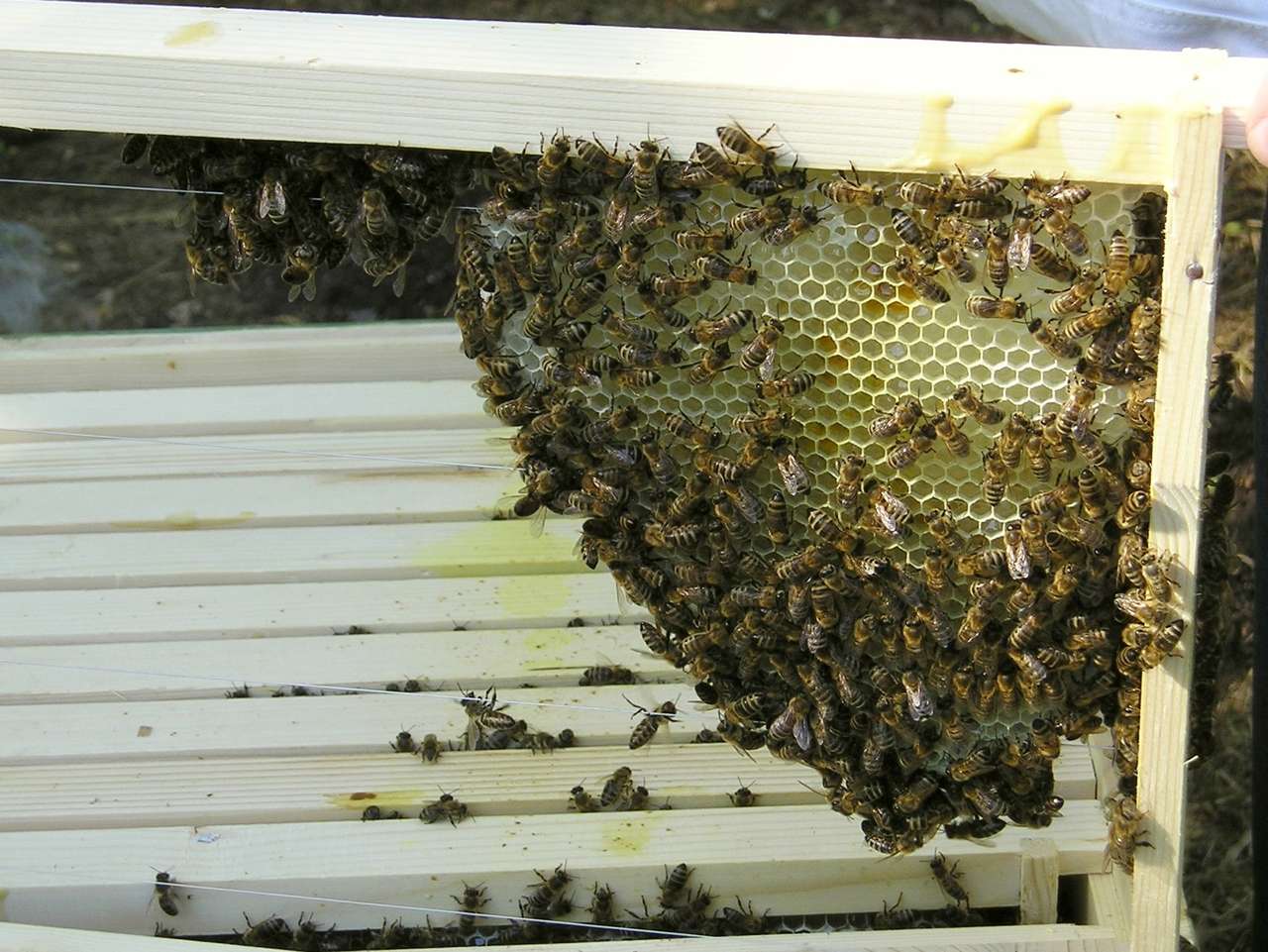 6 Waben Ableger mit Königin, EHM Flachzarge, auch mit Versand