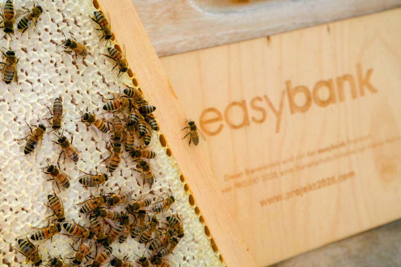 HONIGERNTEZEIT Bild 1