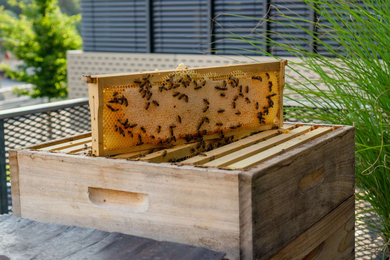 HONIGERNTEZEIT Bild 2