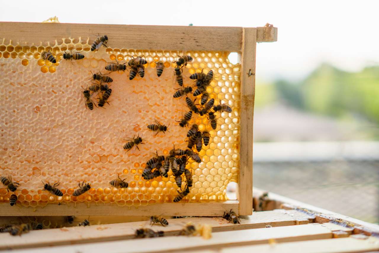 HONIGERNTEZEIT Bild 3