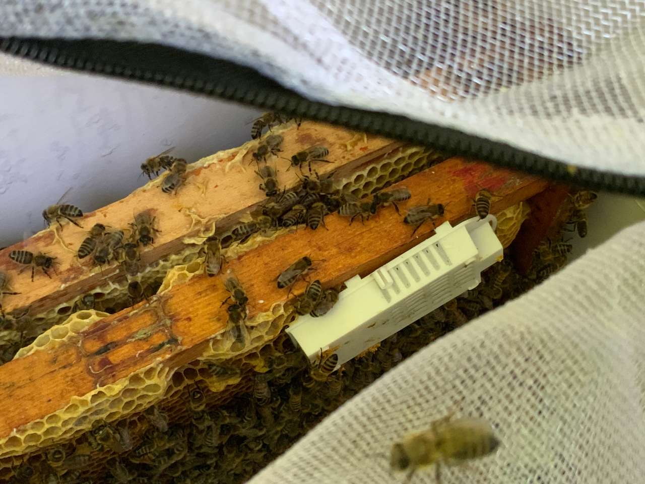 Die Bienen sind da Bild 1