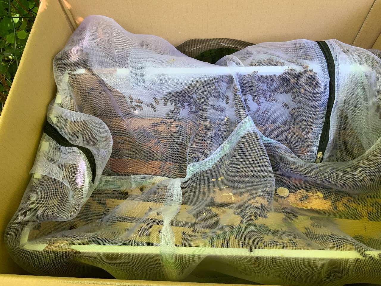 Die Bienen sind da Bild 2