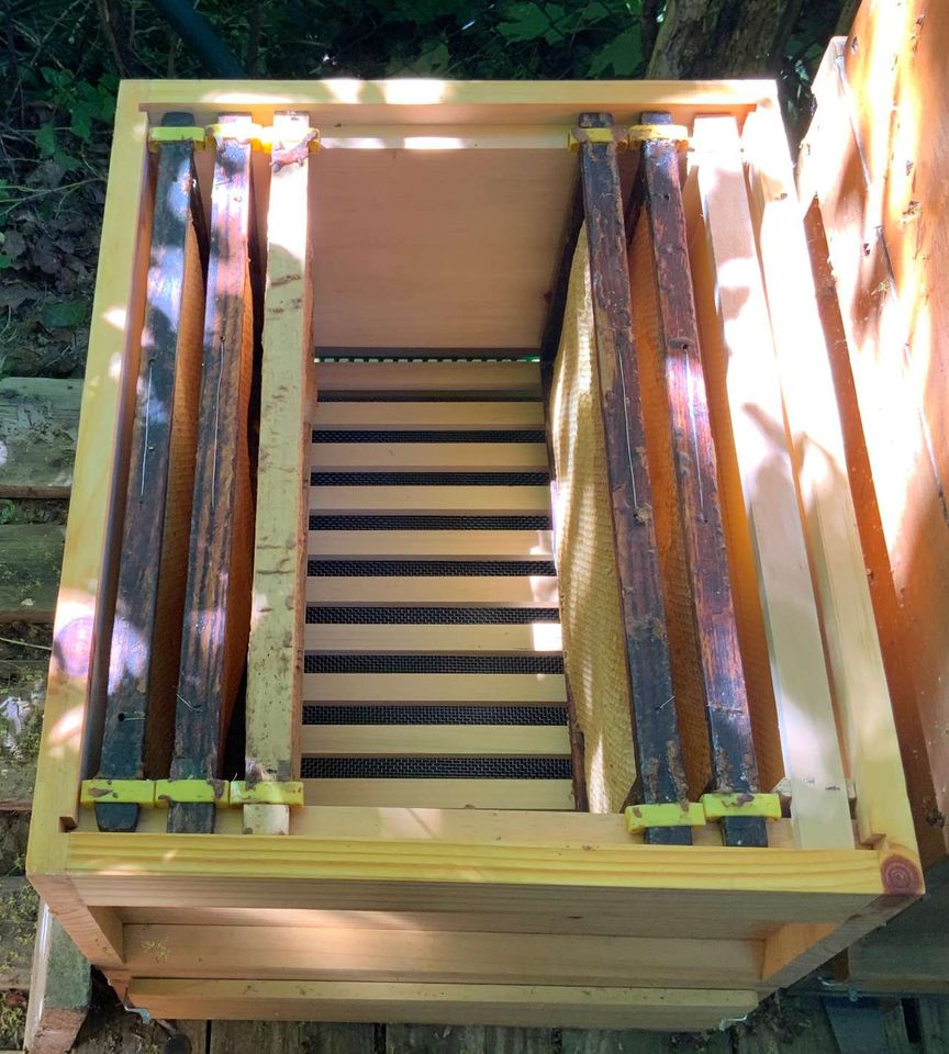 Die Bienen sind da Bild 3