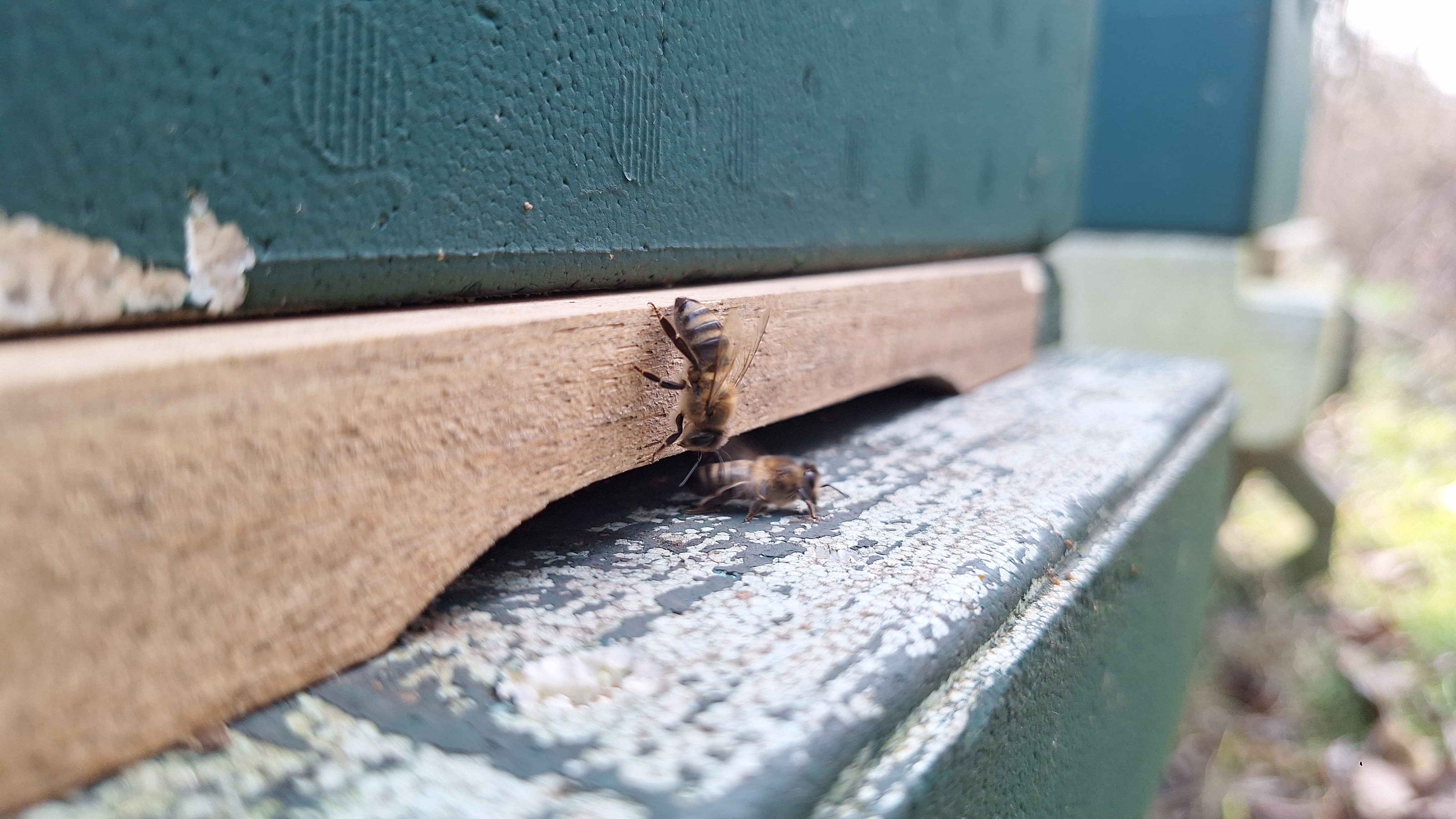 Februar – Reinigungsflüge und erste Frühjahrsmaßnahmen