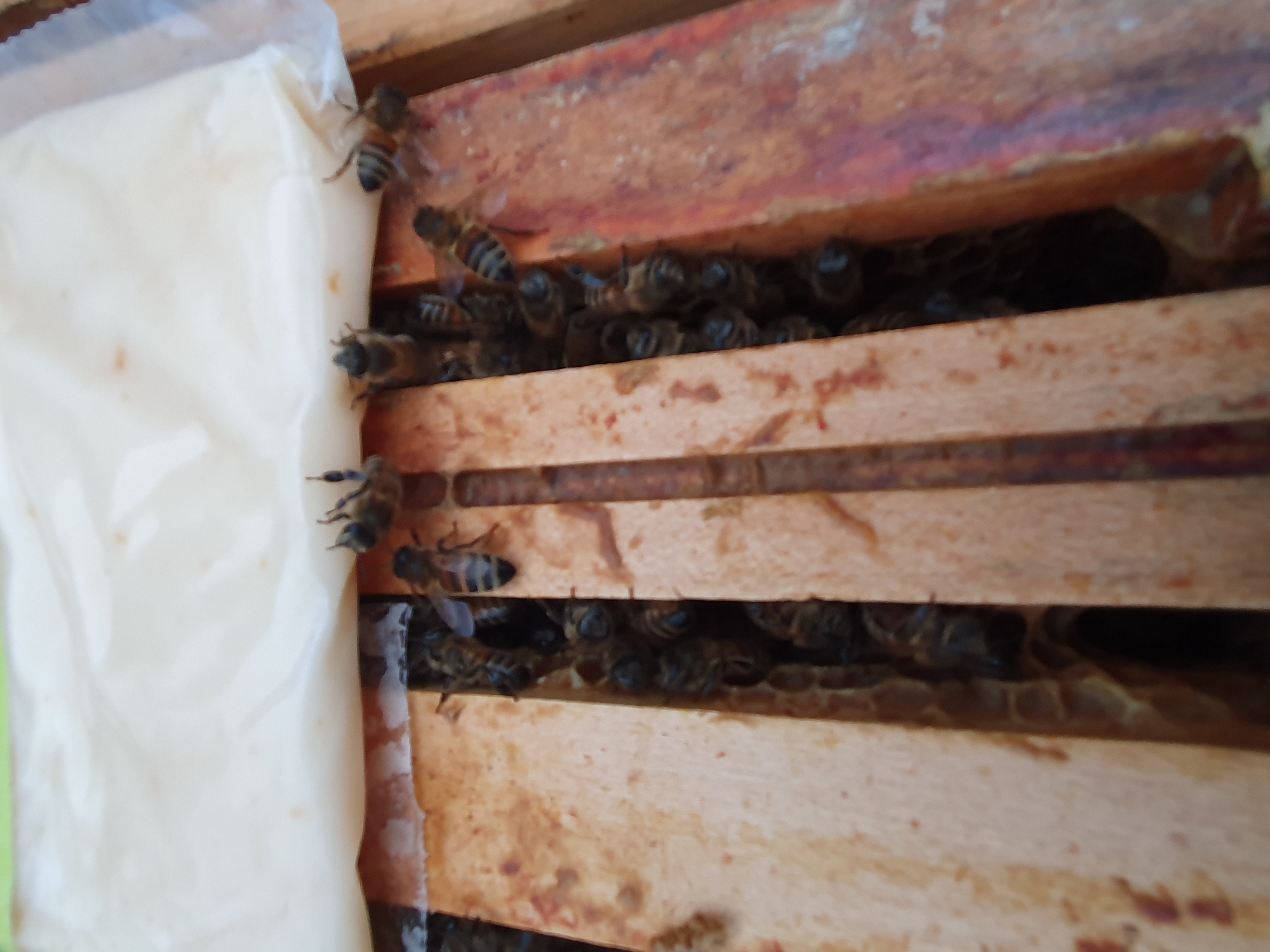 Sie sind über den Winter gekomnen