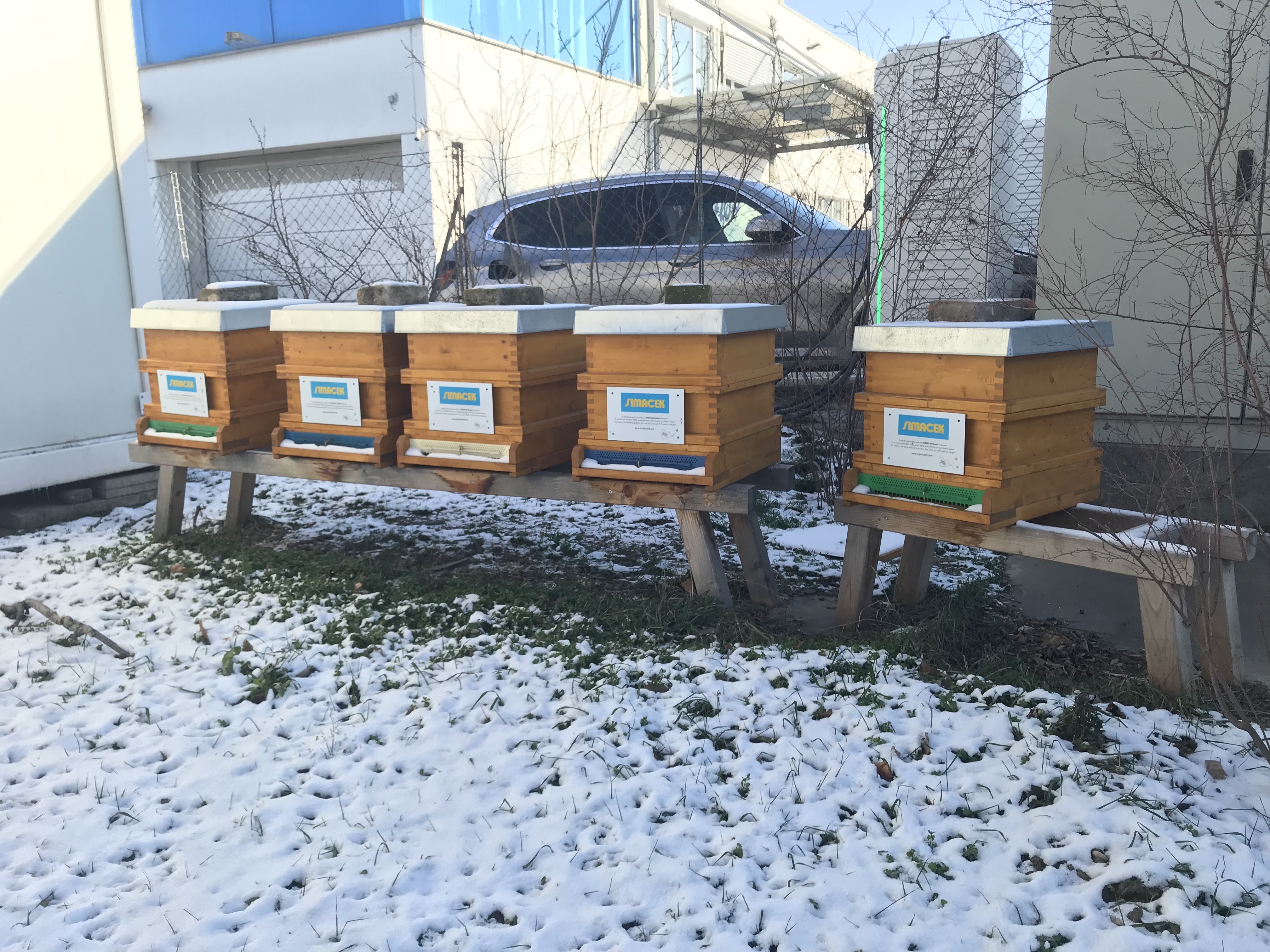 Mit gesunden Bienen ins neue Jahr.