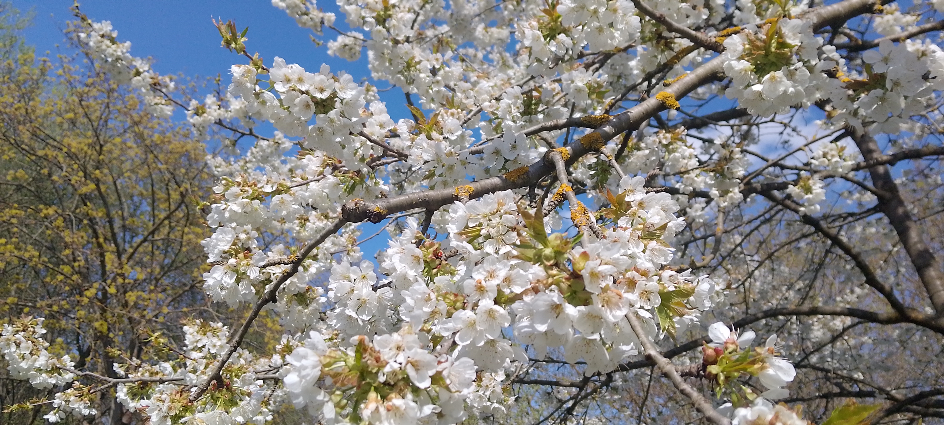 Was machen die Bienen im April?
