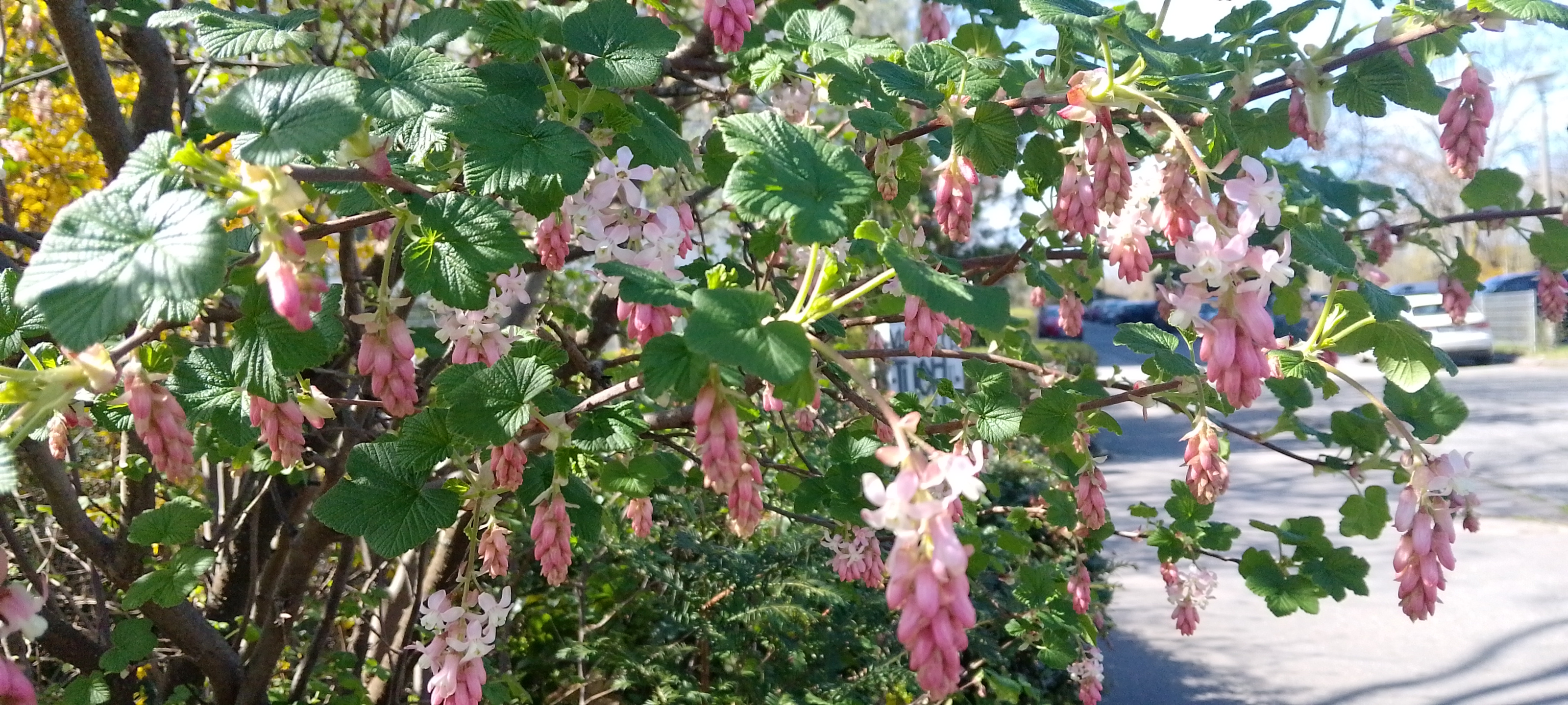 Was machen die Bienen im April? Bild 1