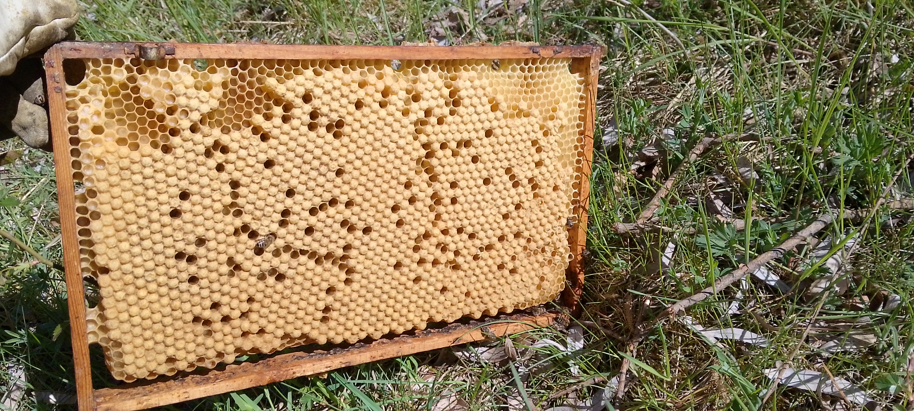 Was machen die Bienen im April? Bild 2