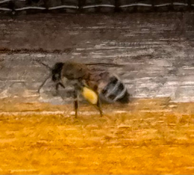 Fressrausch … oder Mäci Bienenstyle