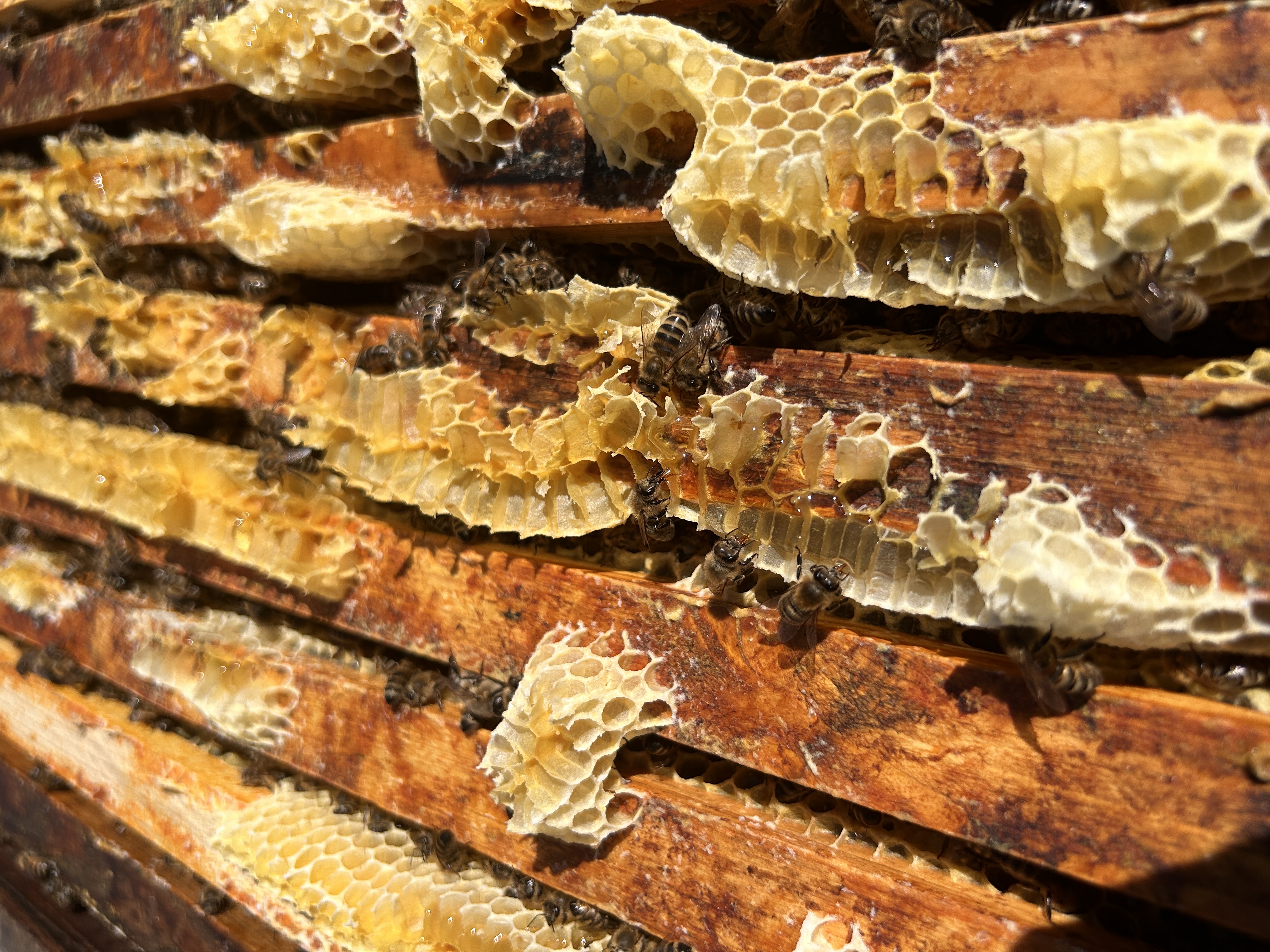 Fressrausch … oder Mäci Bienenstyle Bild 4