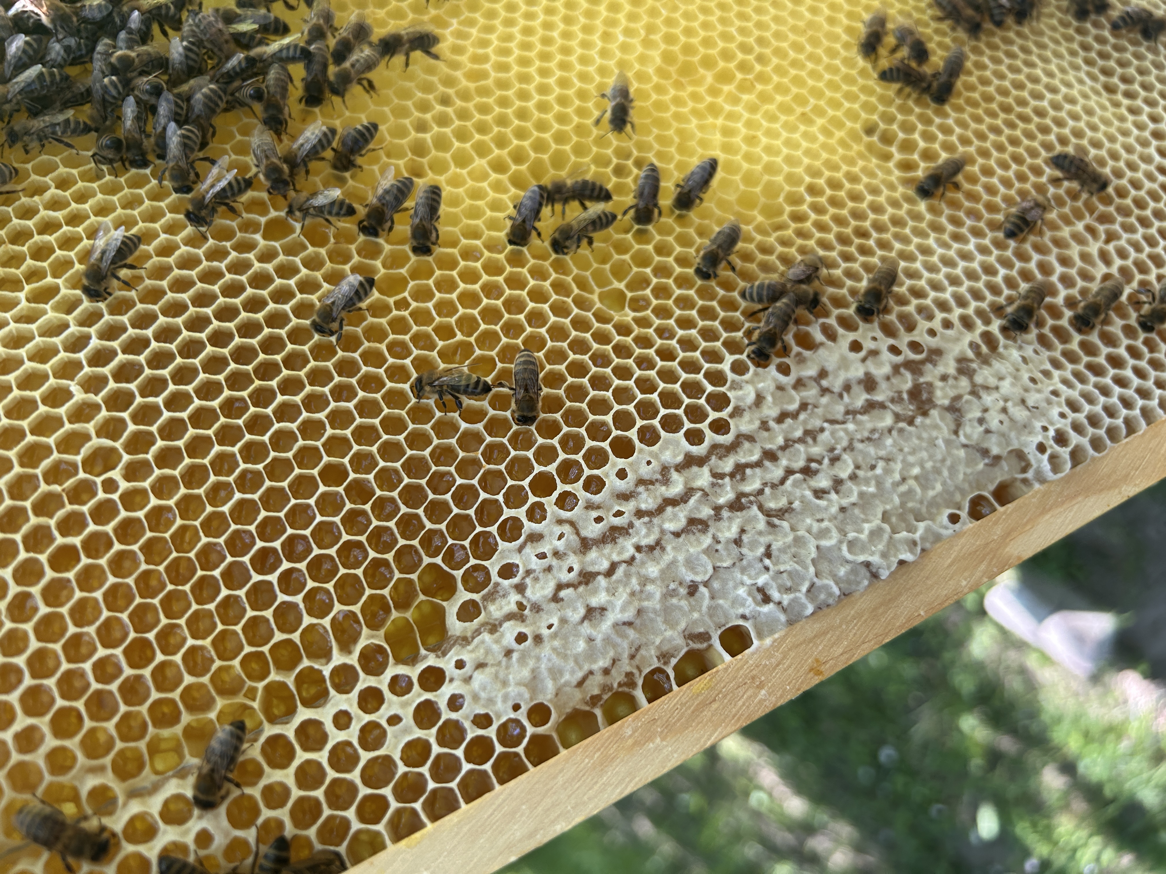 Fressrausch … oder Mäci Bienenstyle Bild 5