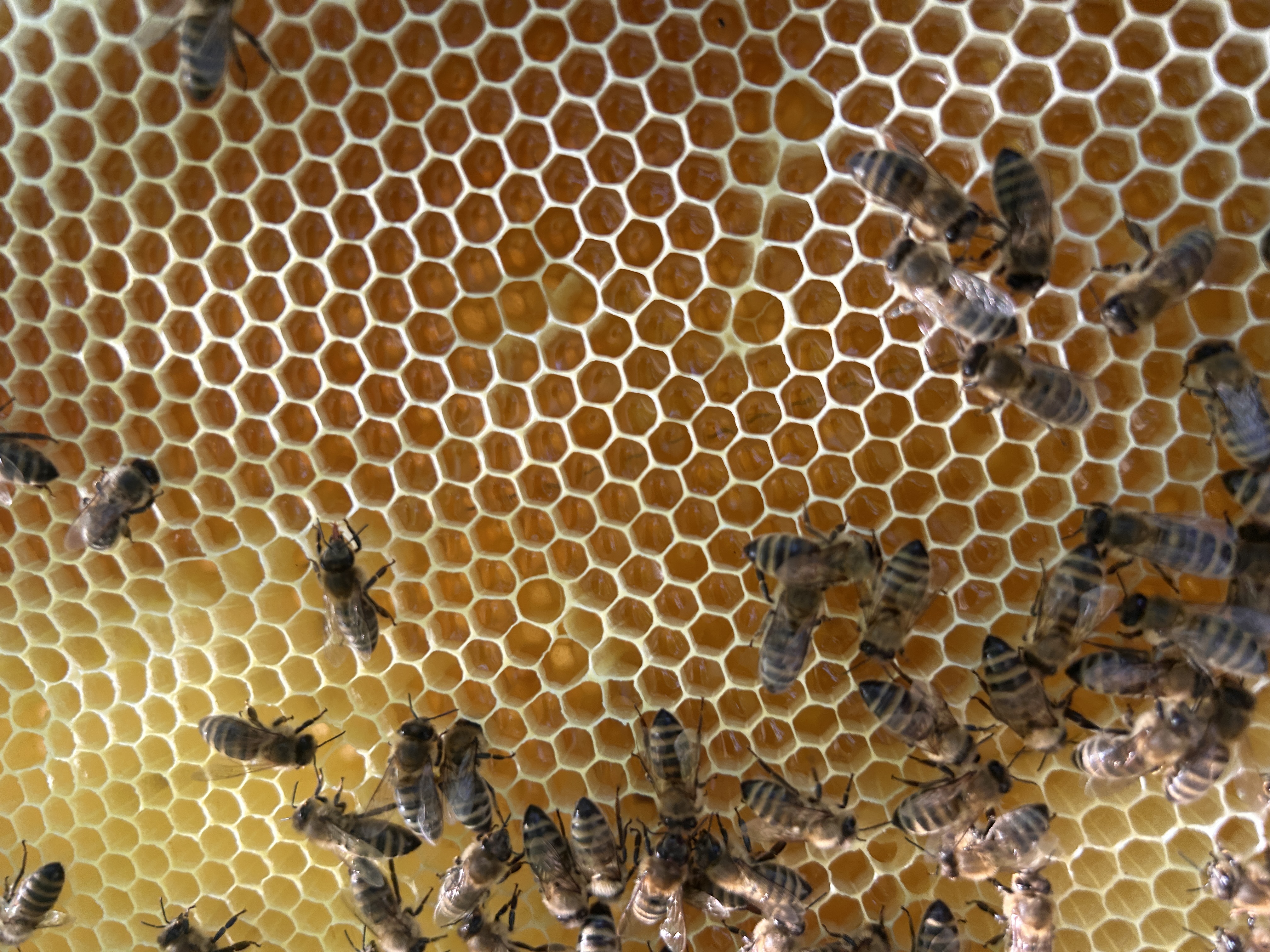 Fressrausch … oder Mäci Bienenstyle Bild 6