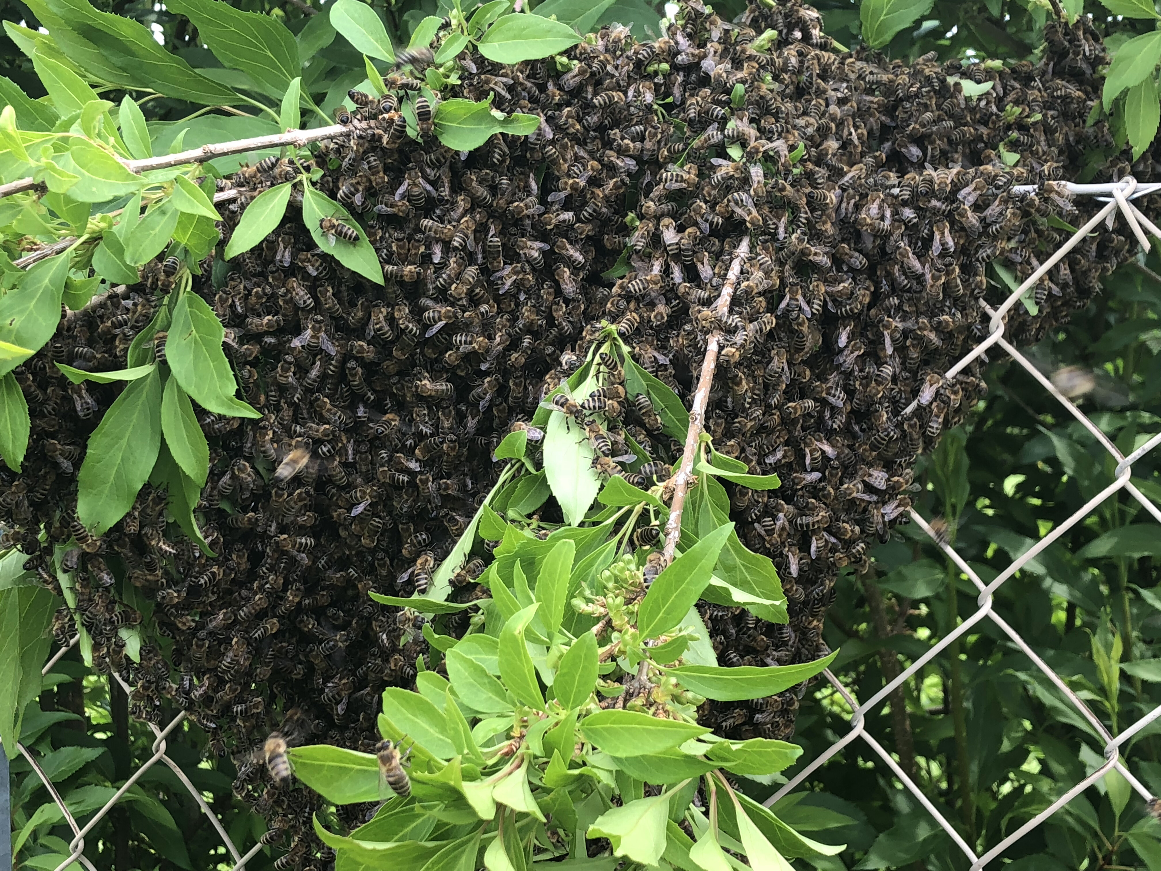 Bienenschwarm im Mai