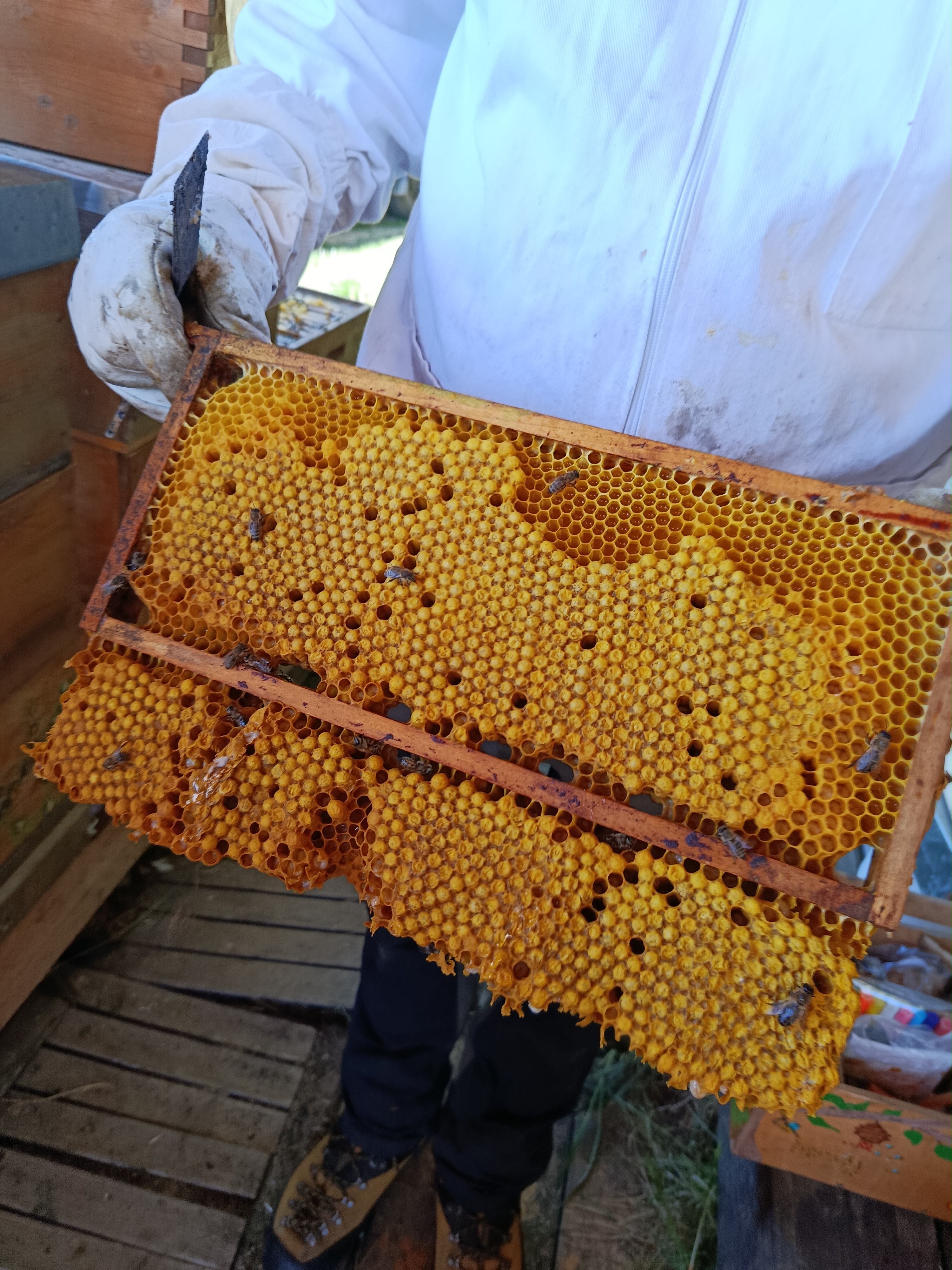 Aufstocken & Drohnenrähmchen 🐝