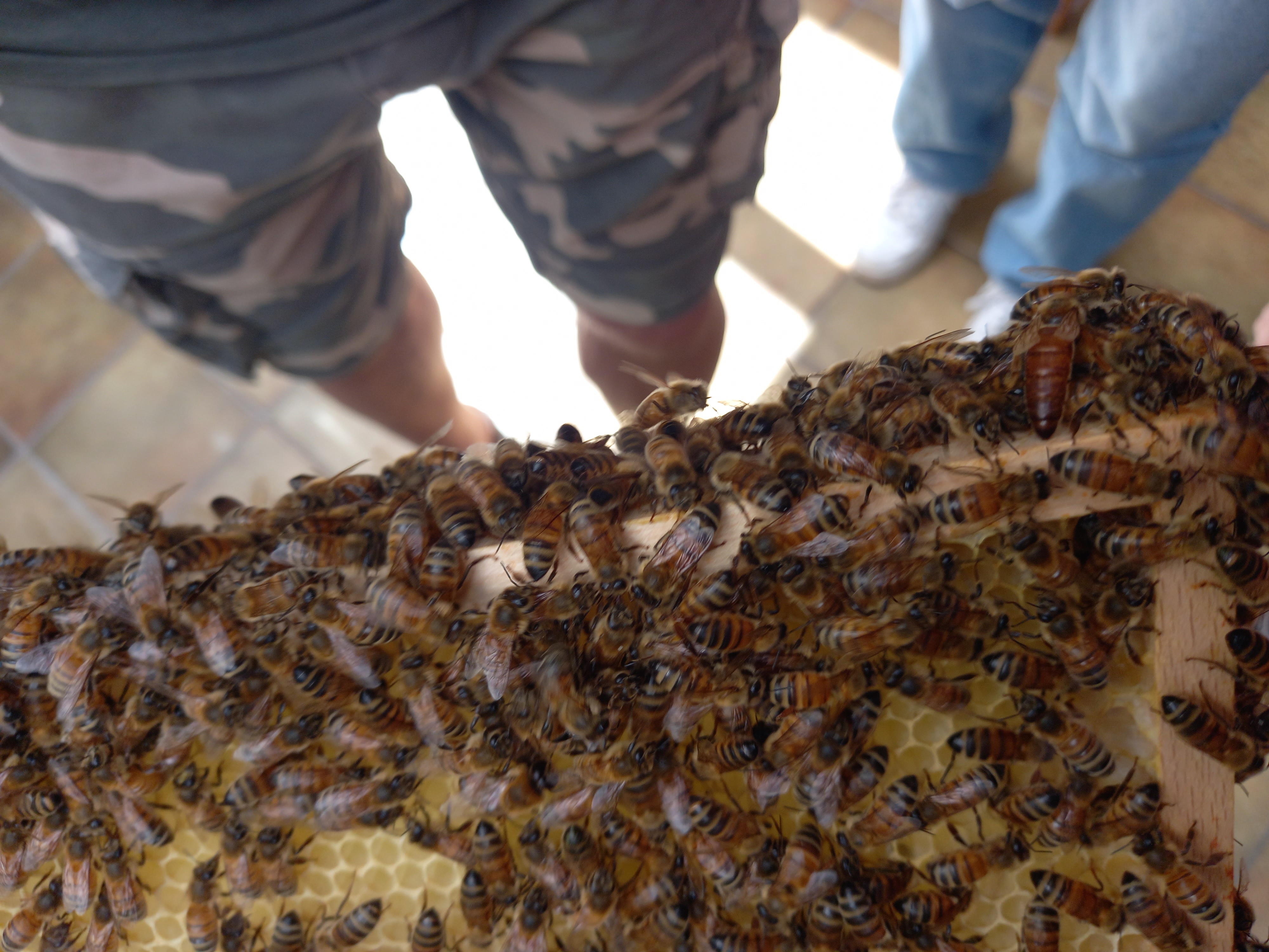 Das Bienenvolk wächst. Bild 1