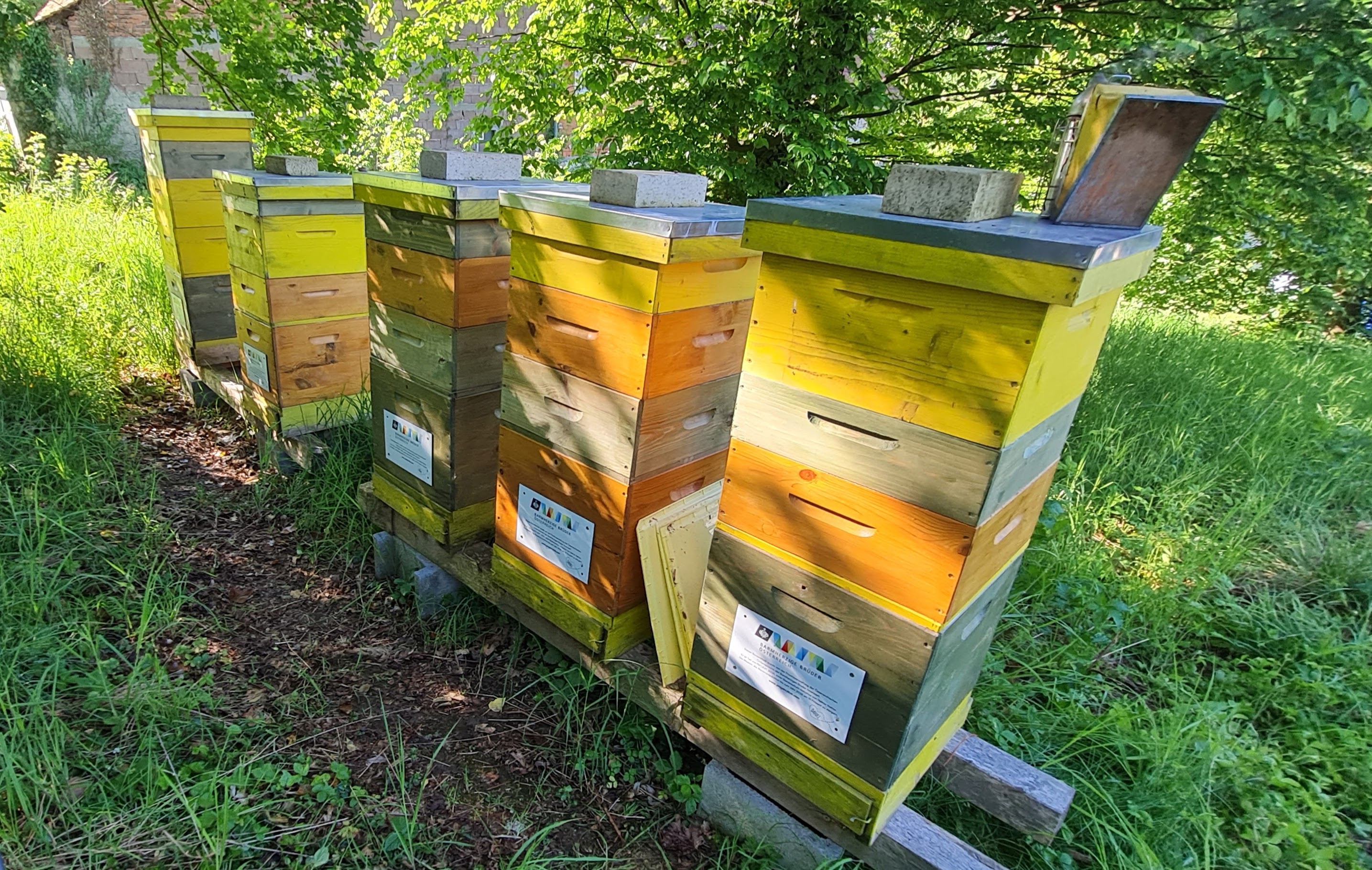 Durchsicht der Völker und Erweitern der Honigräume sowie Ansiedeln von Bienenschwärmen.