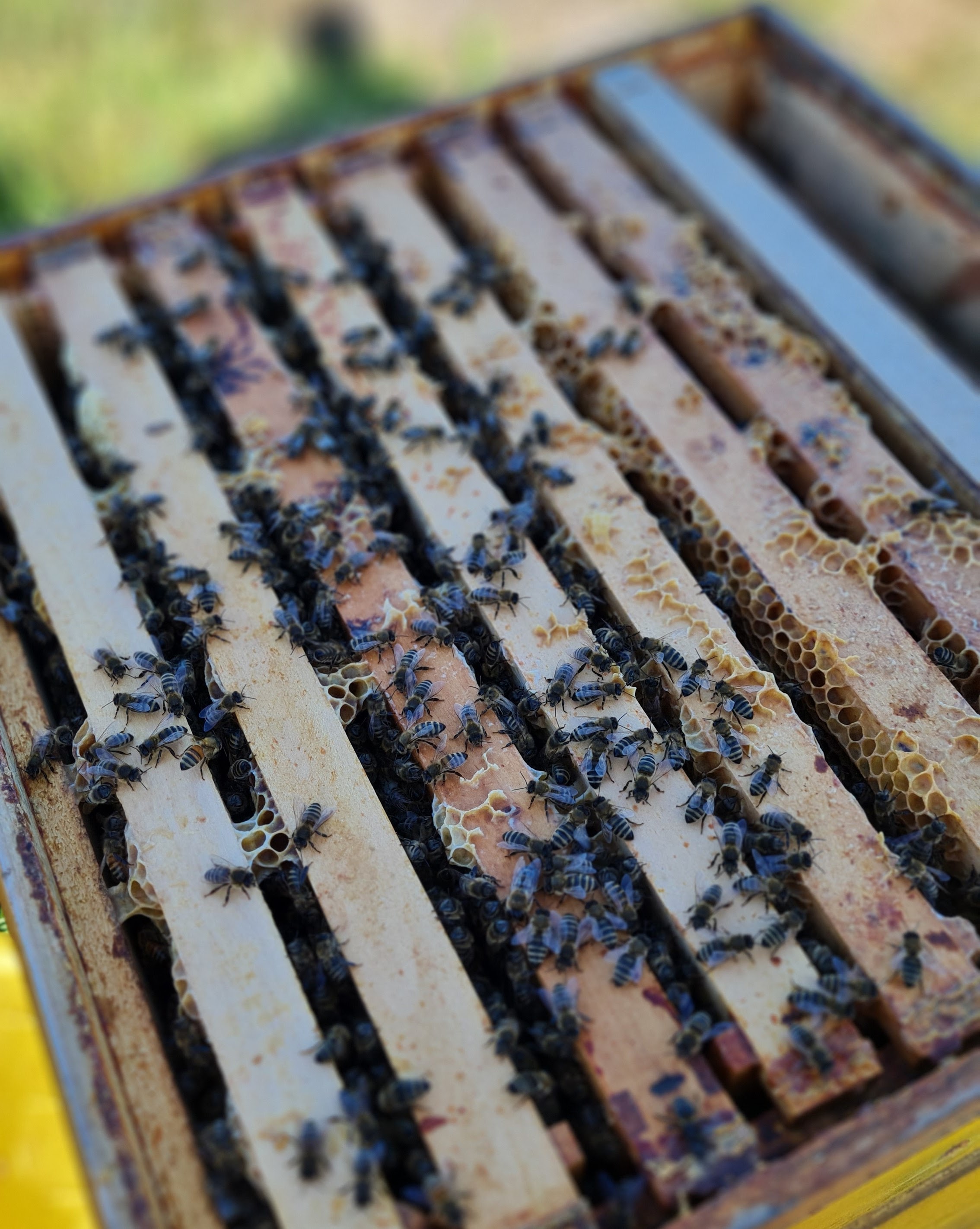 Durchsicht der Völker und Erweitern der Honigräume sowie Ansiedeln von Bienenschwärmen.