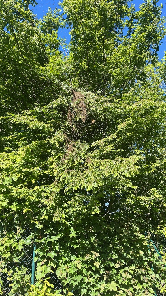 Schwärmereien im April