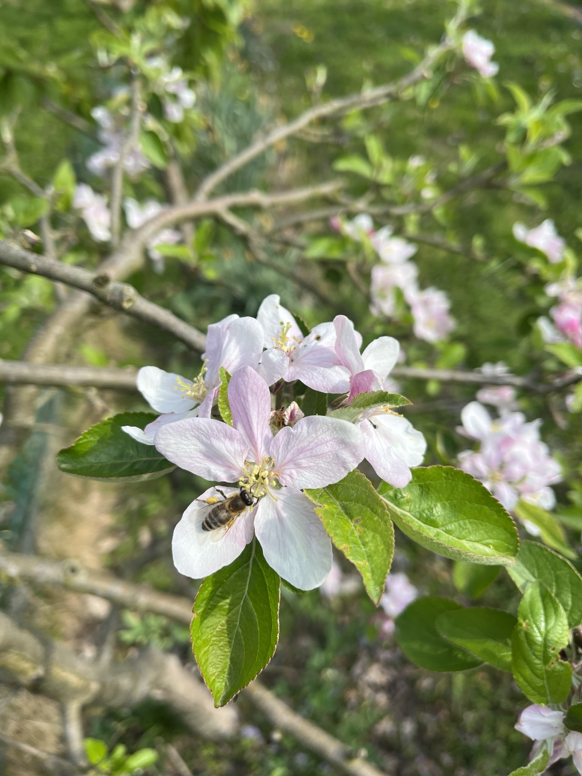 Voller Betrieb bei unseren QVC-Bienen.