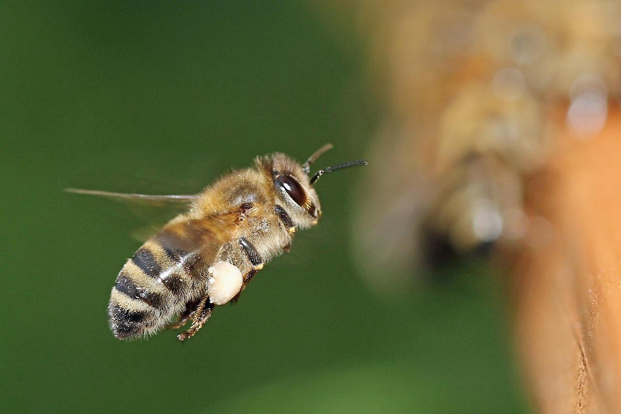 Voller Betrieb bei unseren QVC-Bienen.