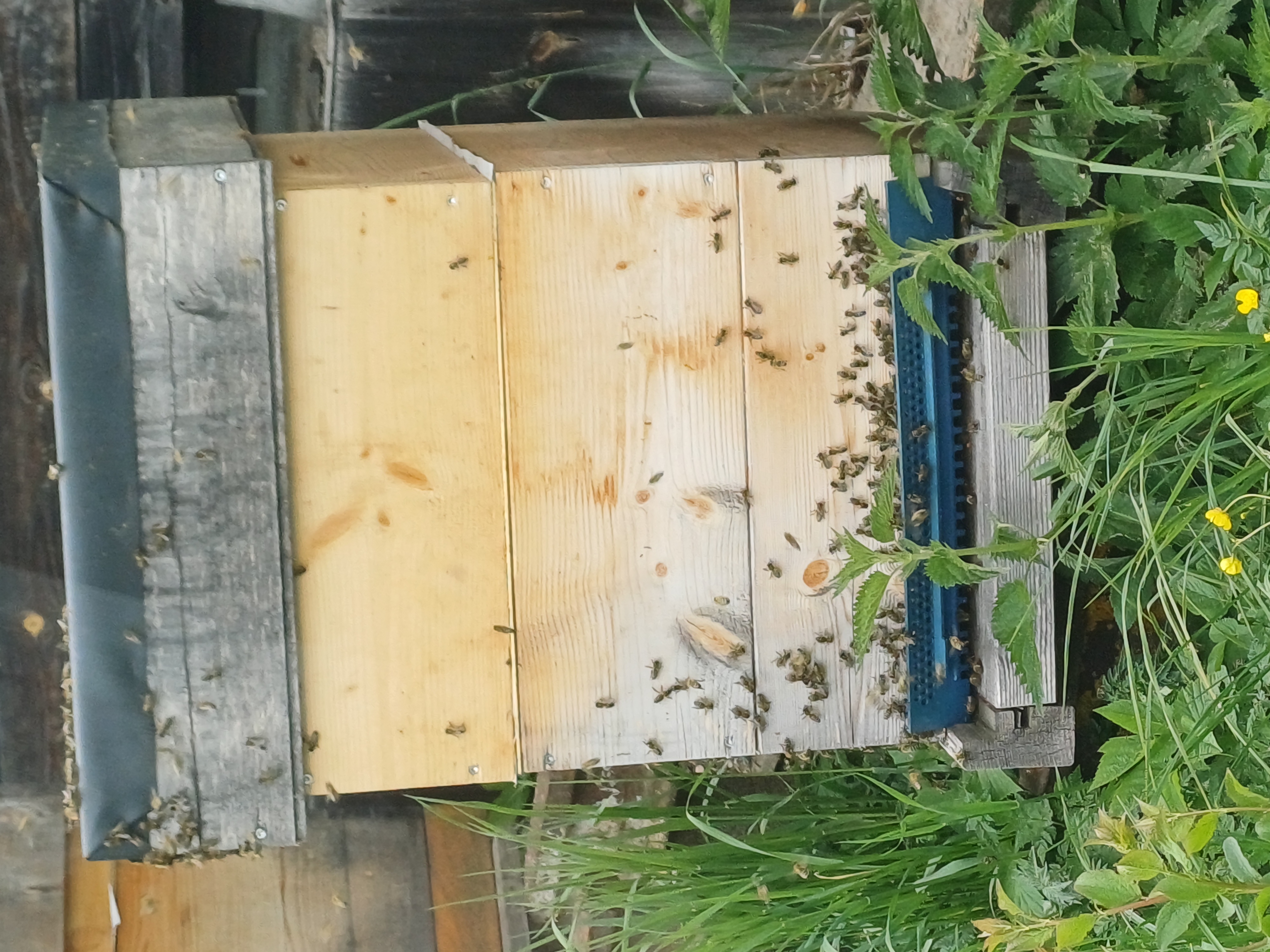 Mai – Hochsaison am Bienenstand