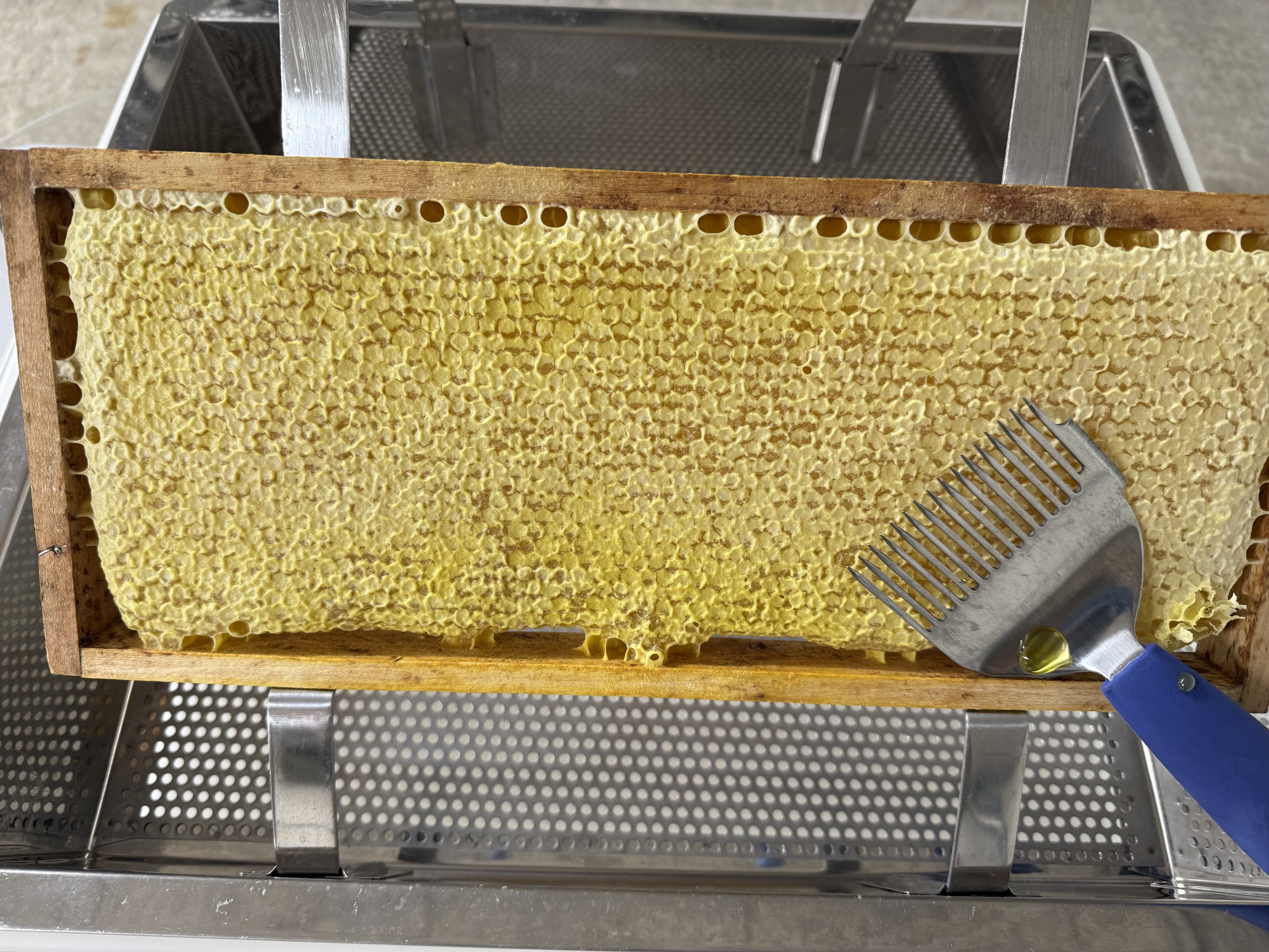 Der erste Honig des Jahres. 🐝🍯
